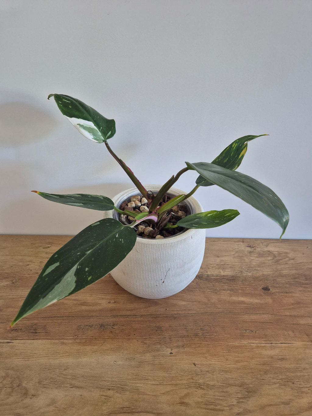 Philodendron White Princess #6