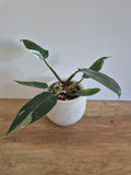 Philodendron White Princess #6
