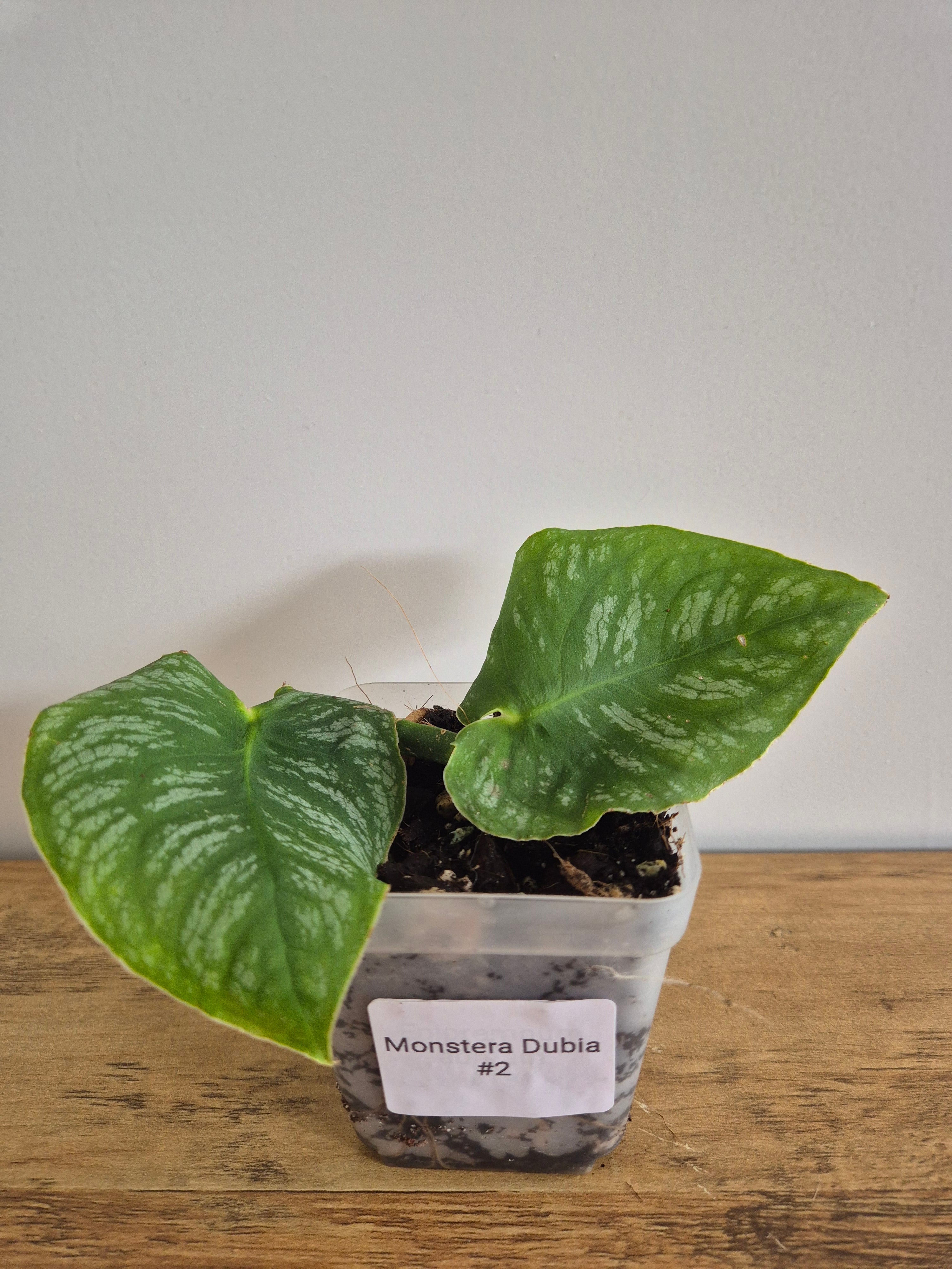 Monstera Dubia #2