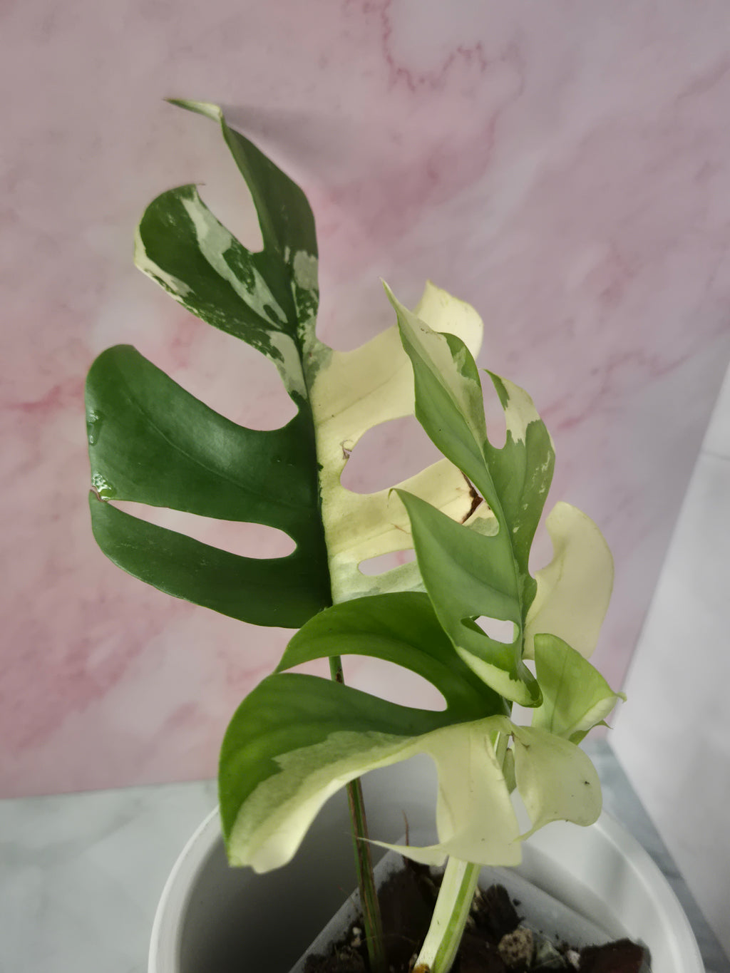 Monstera Minima Variegated #4 (Rhaphidophora Tetrasperma Variegated)