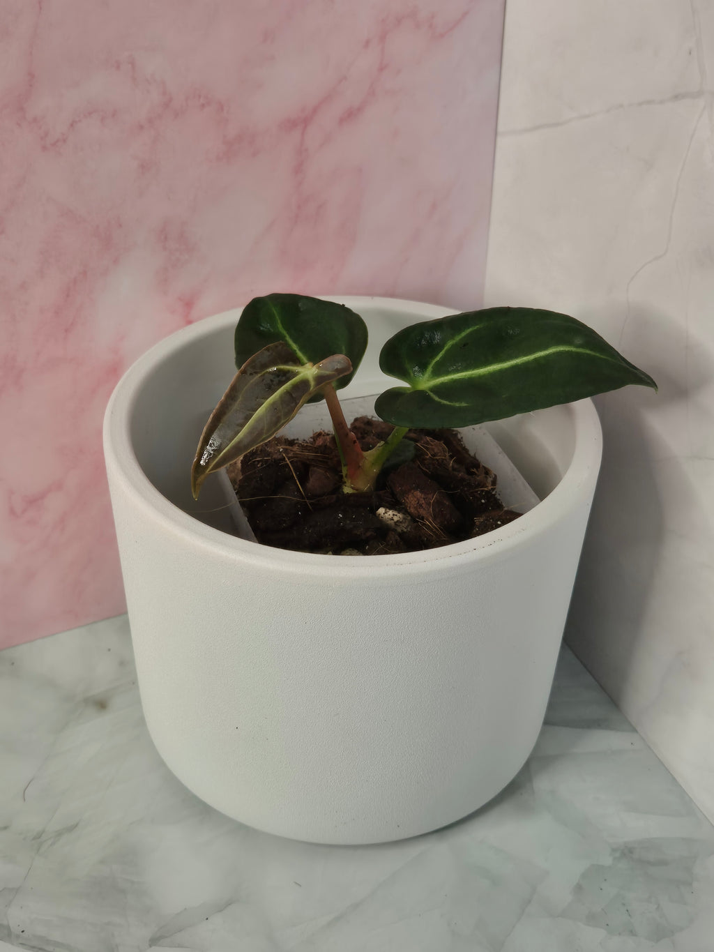 Anthurium Regale #13