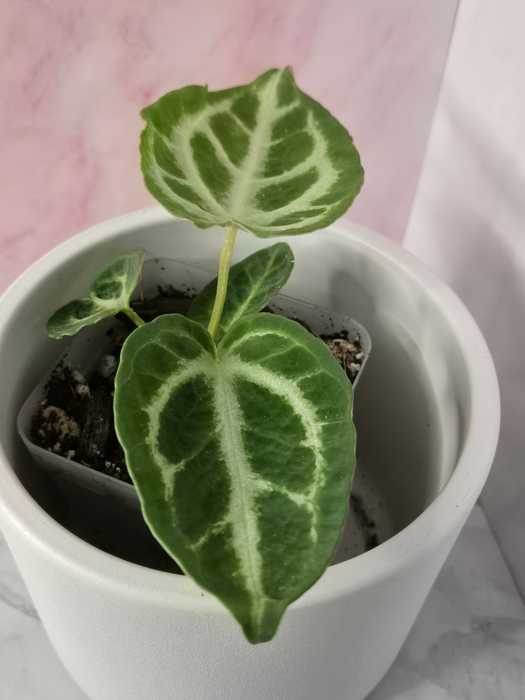 Anthurium Crystallinum #4