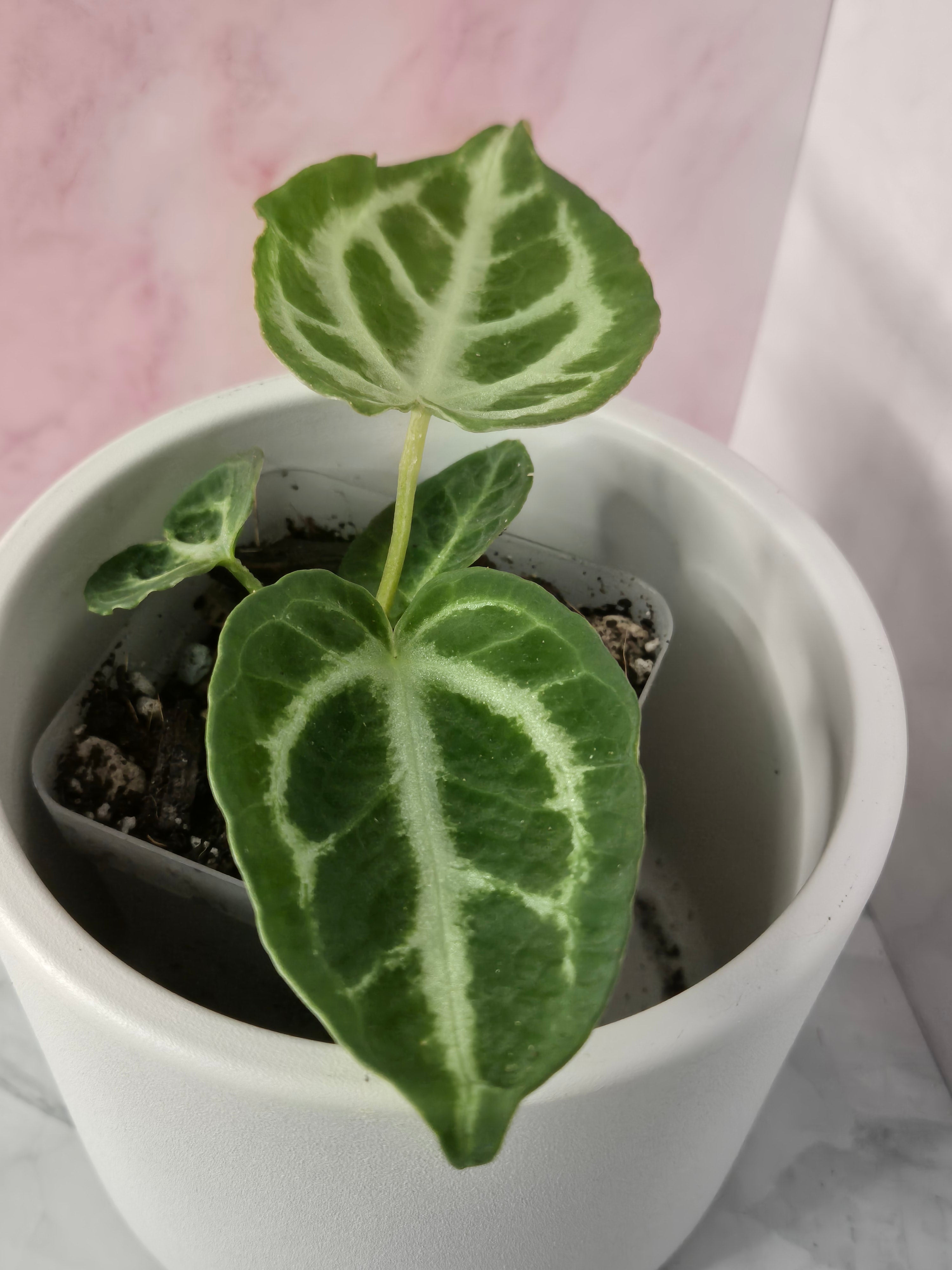 Anthurium Crystallinum #4