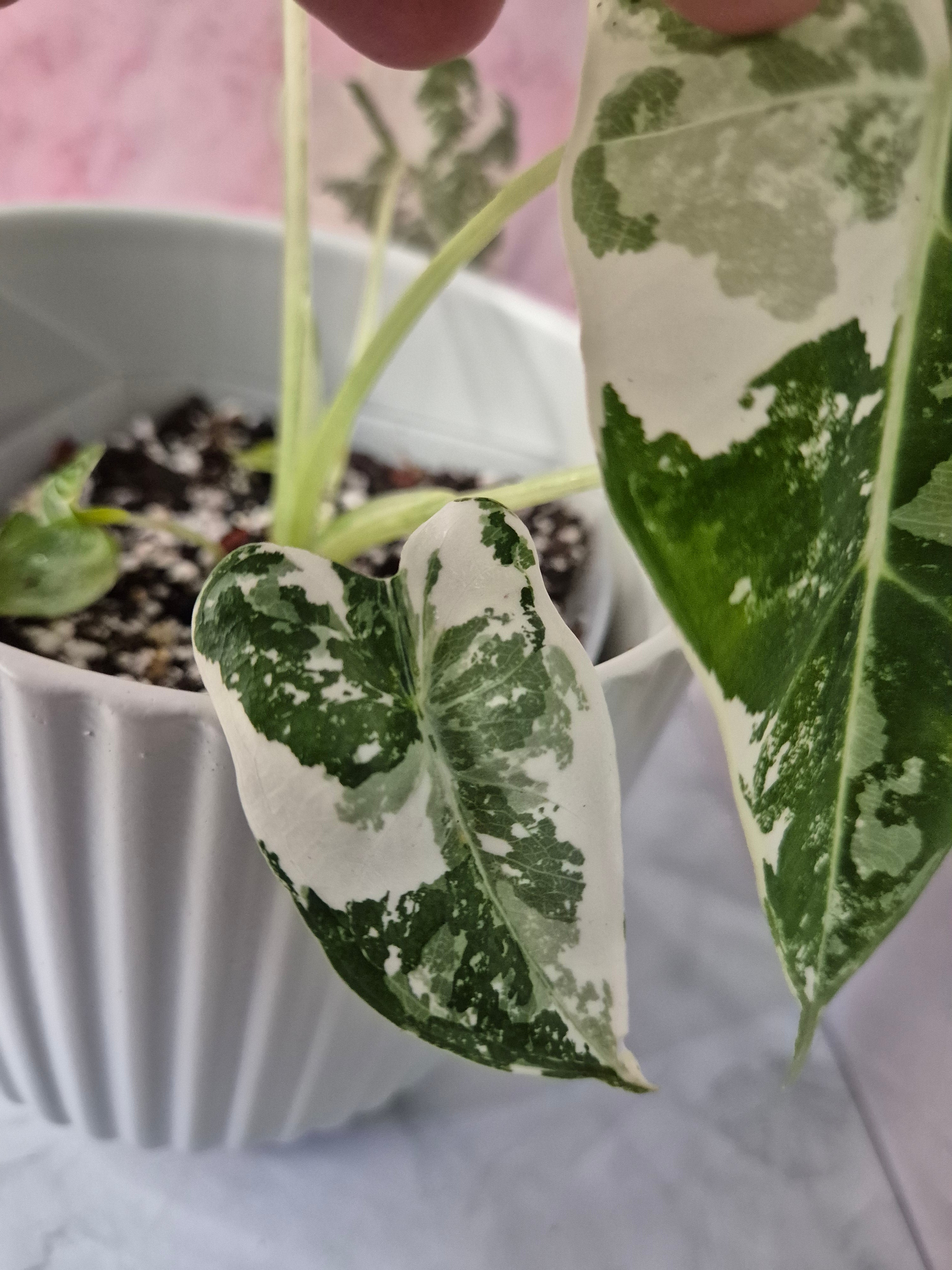 Alocasia Micholitziana Frydek Variegated #3