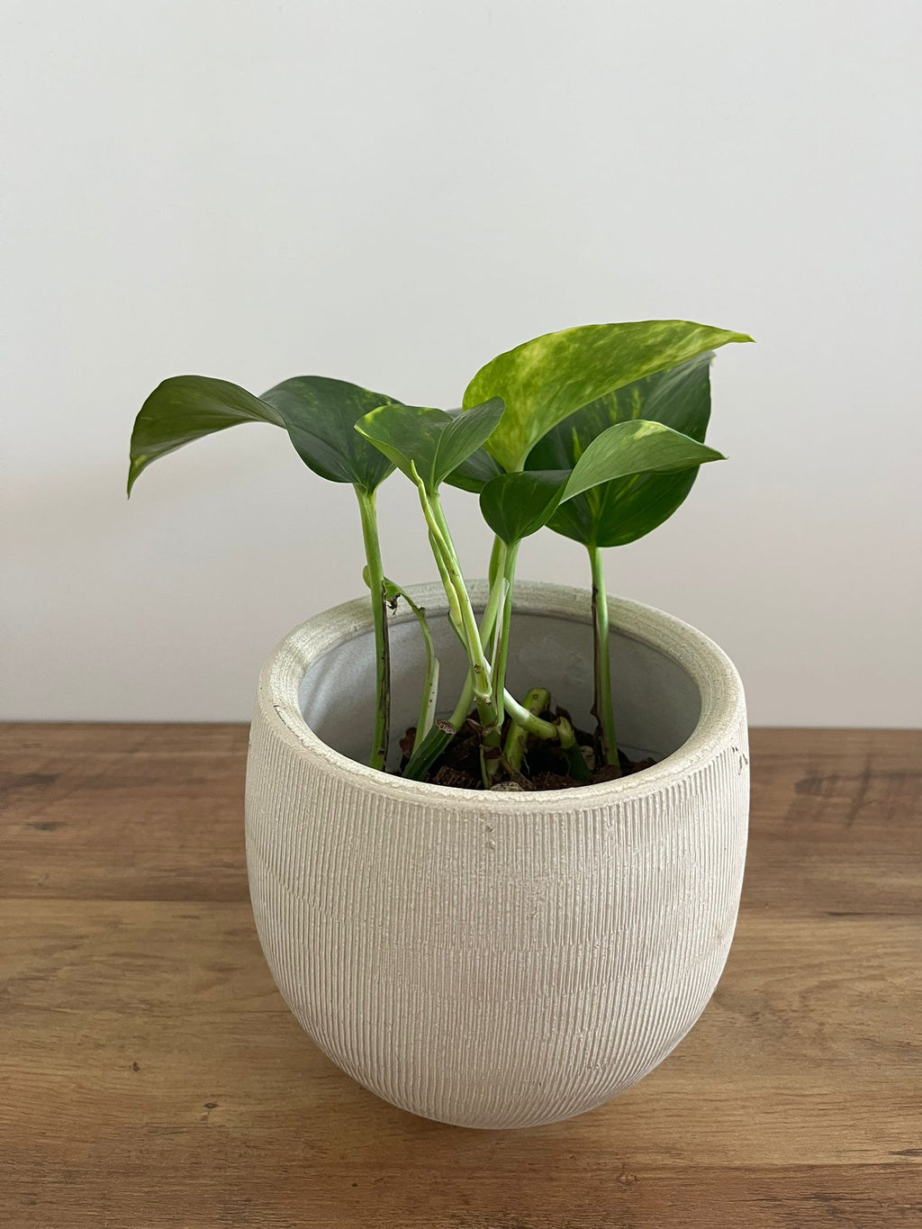 Epipremnum aureum #5