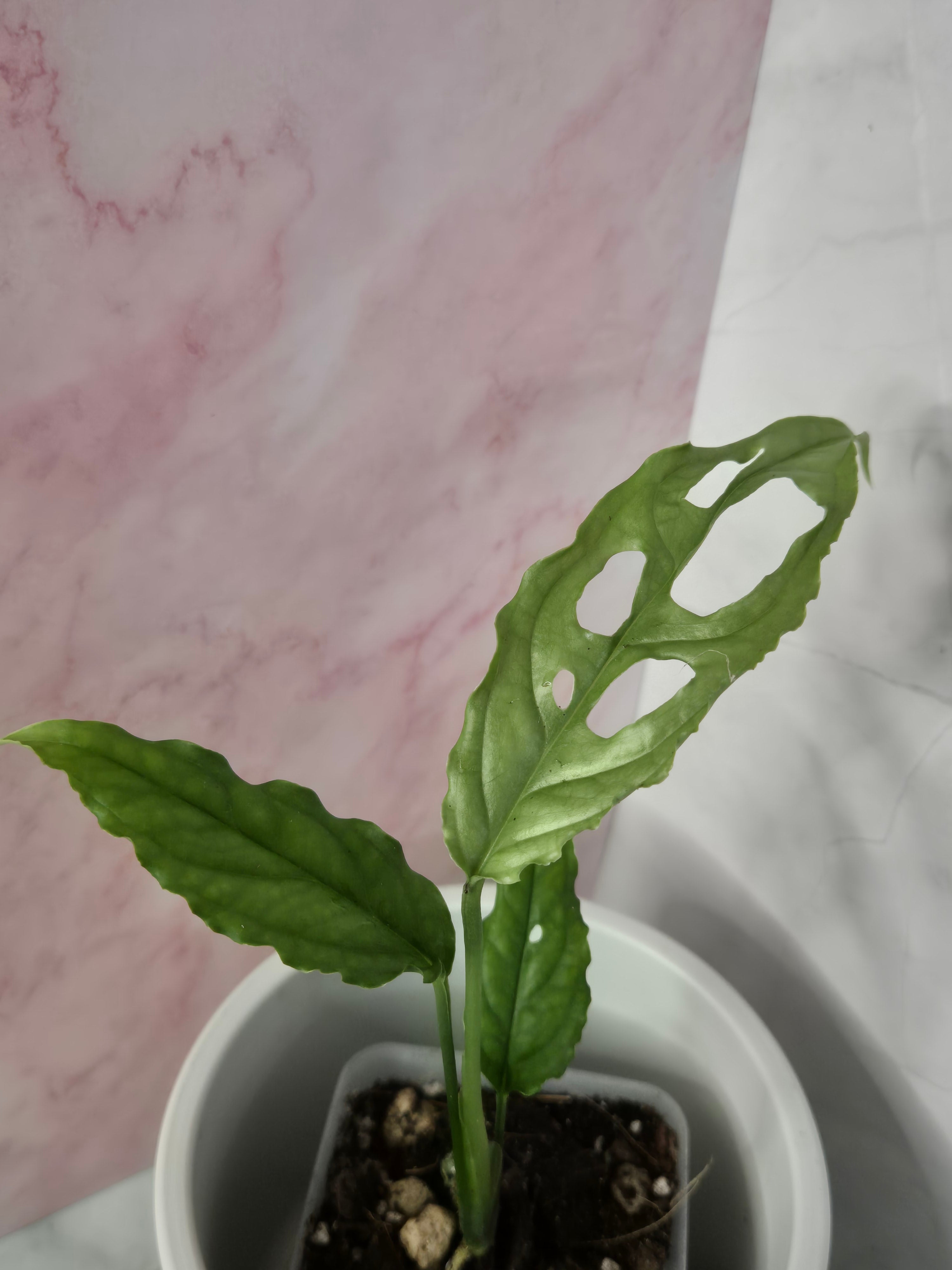 Monstera Obliqua Peru #2