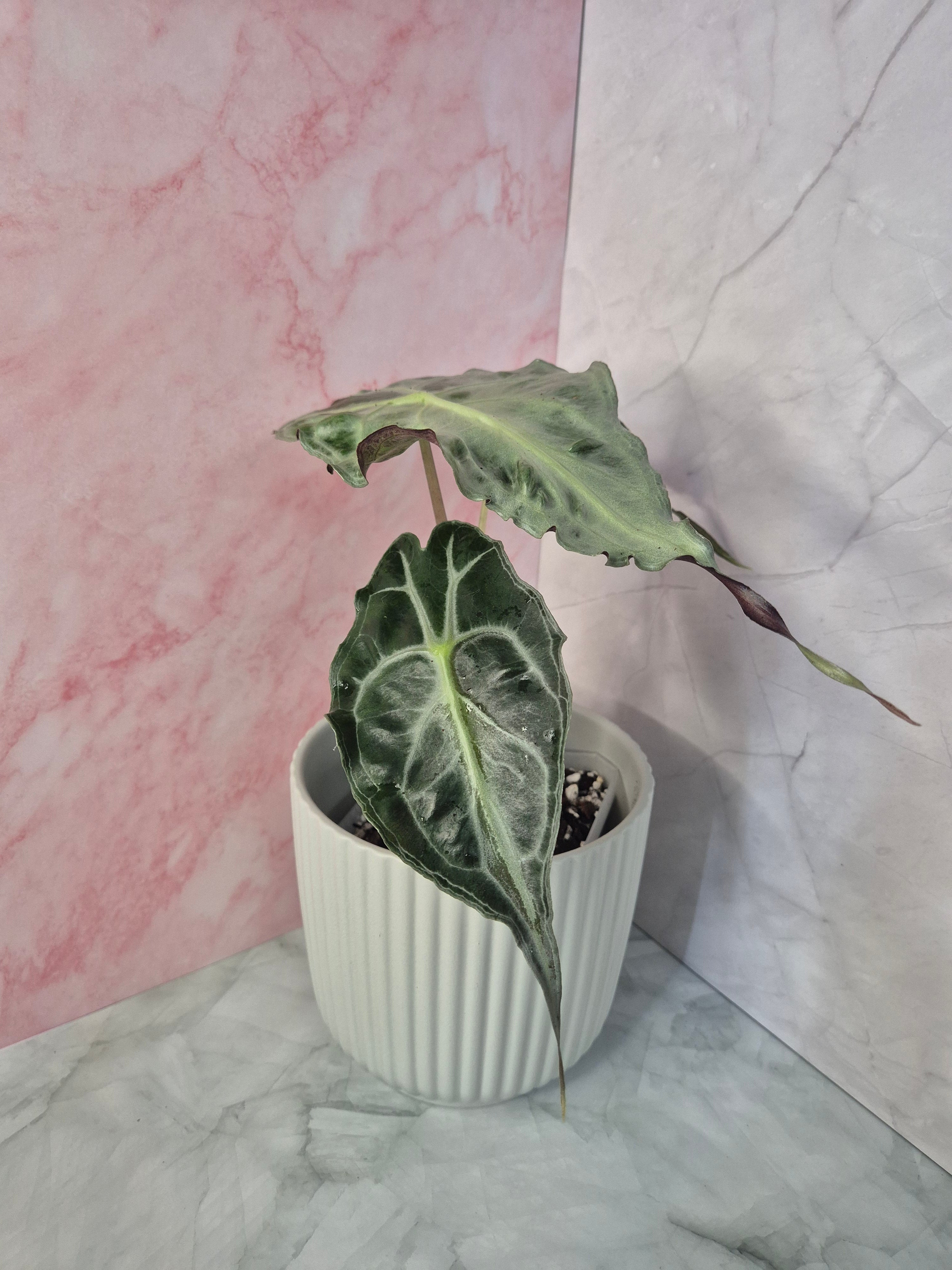 Alocasia Venom #2