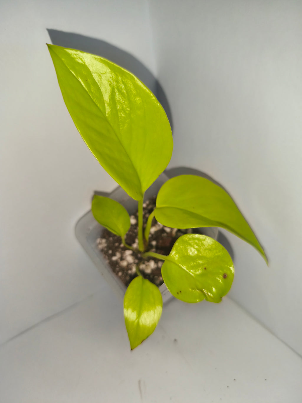 Epipremnum Neon #3