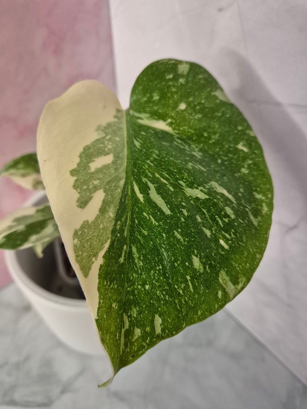 Monstera Thai Constellation #7