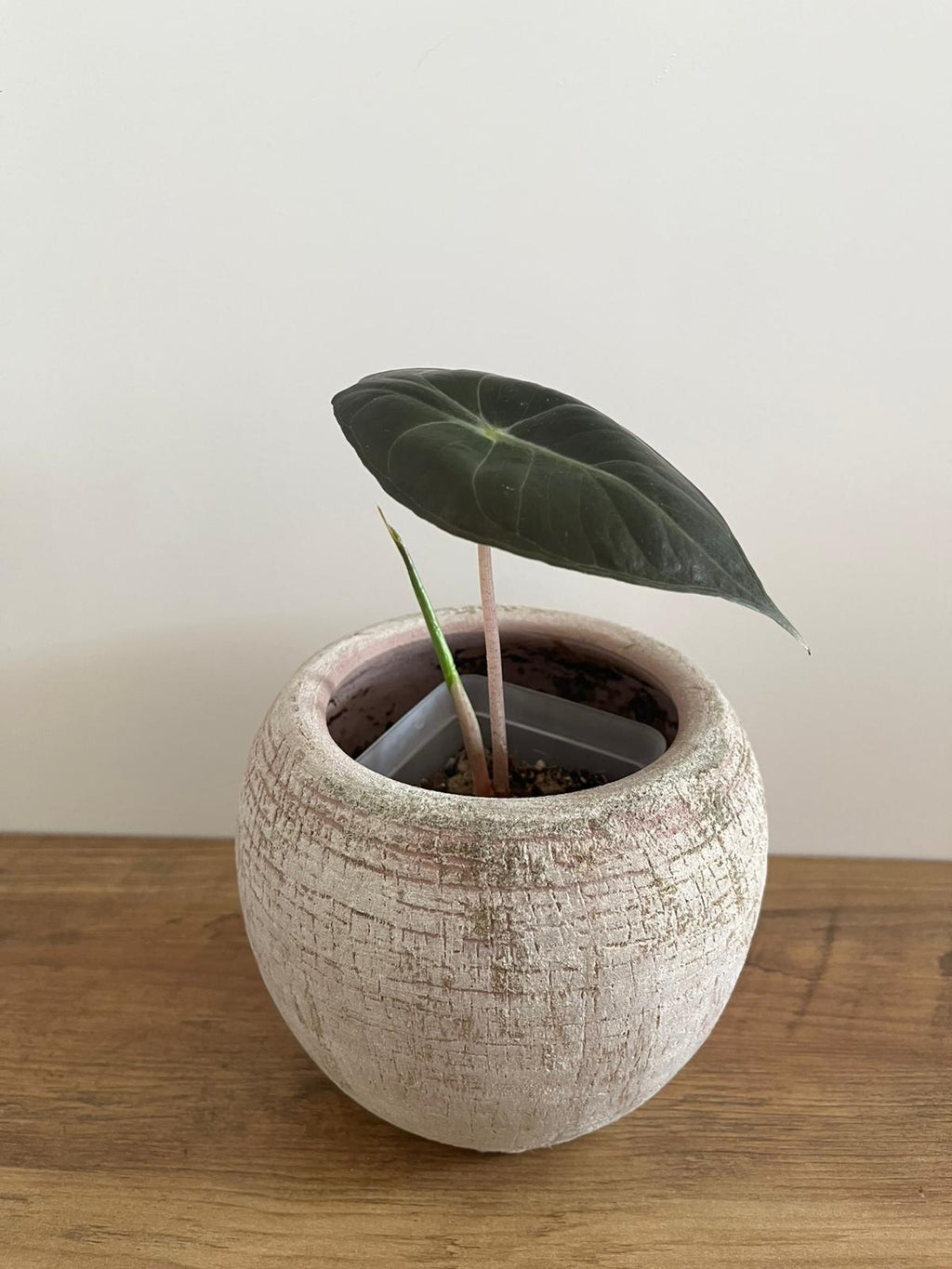 Alocasia Pink Dragon #5