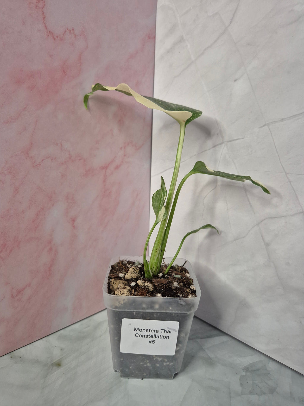 Monstera Thai Constellation #5