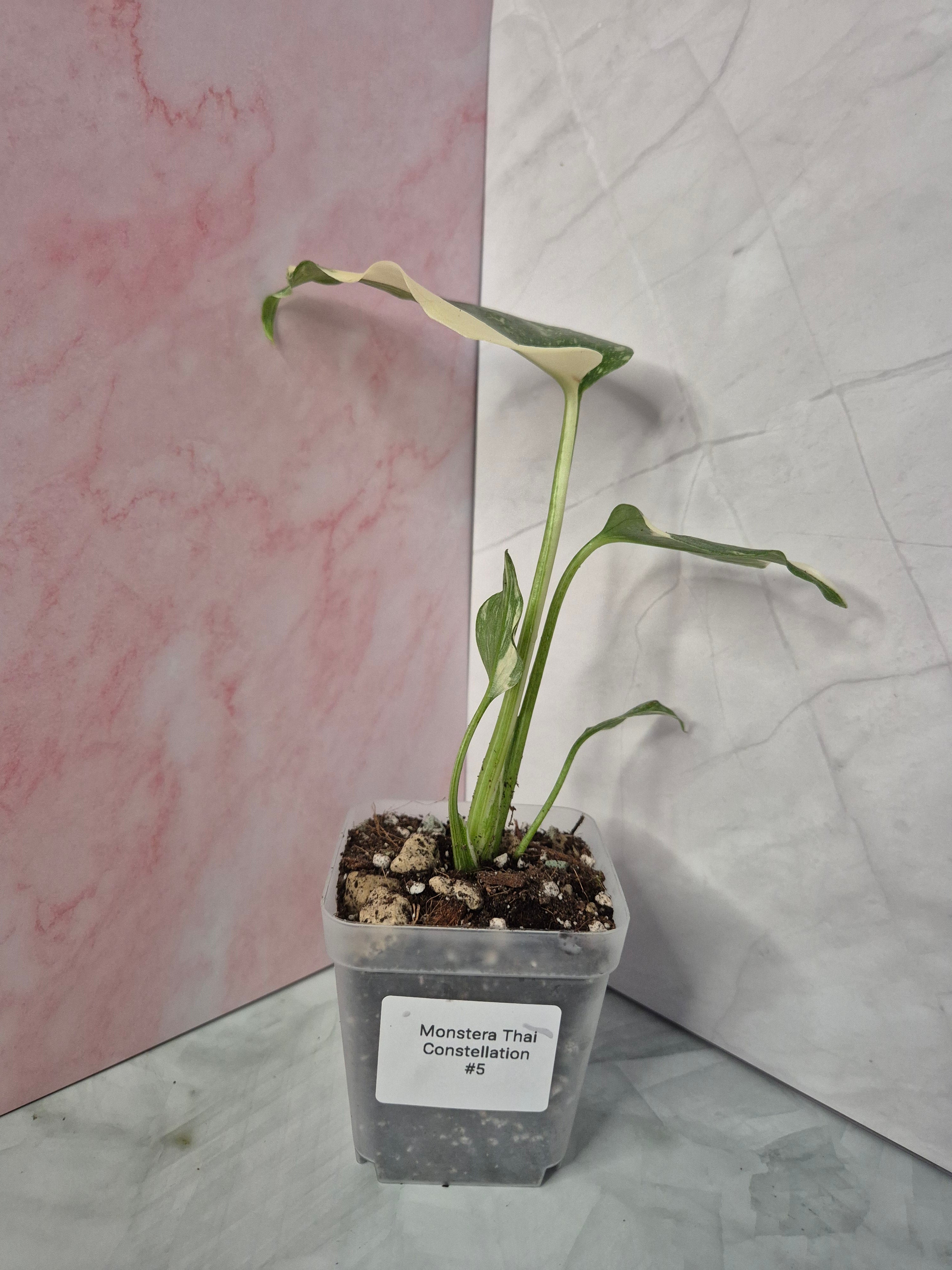Monstera Thai Constellation #5