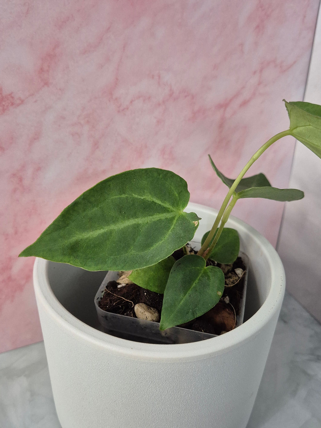 Anthurium Magnificum #2