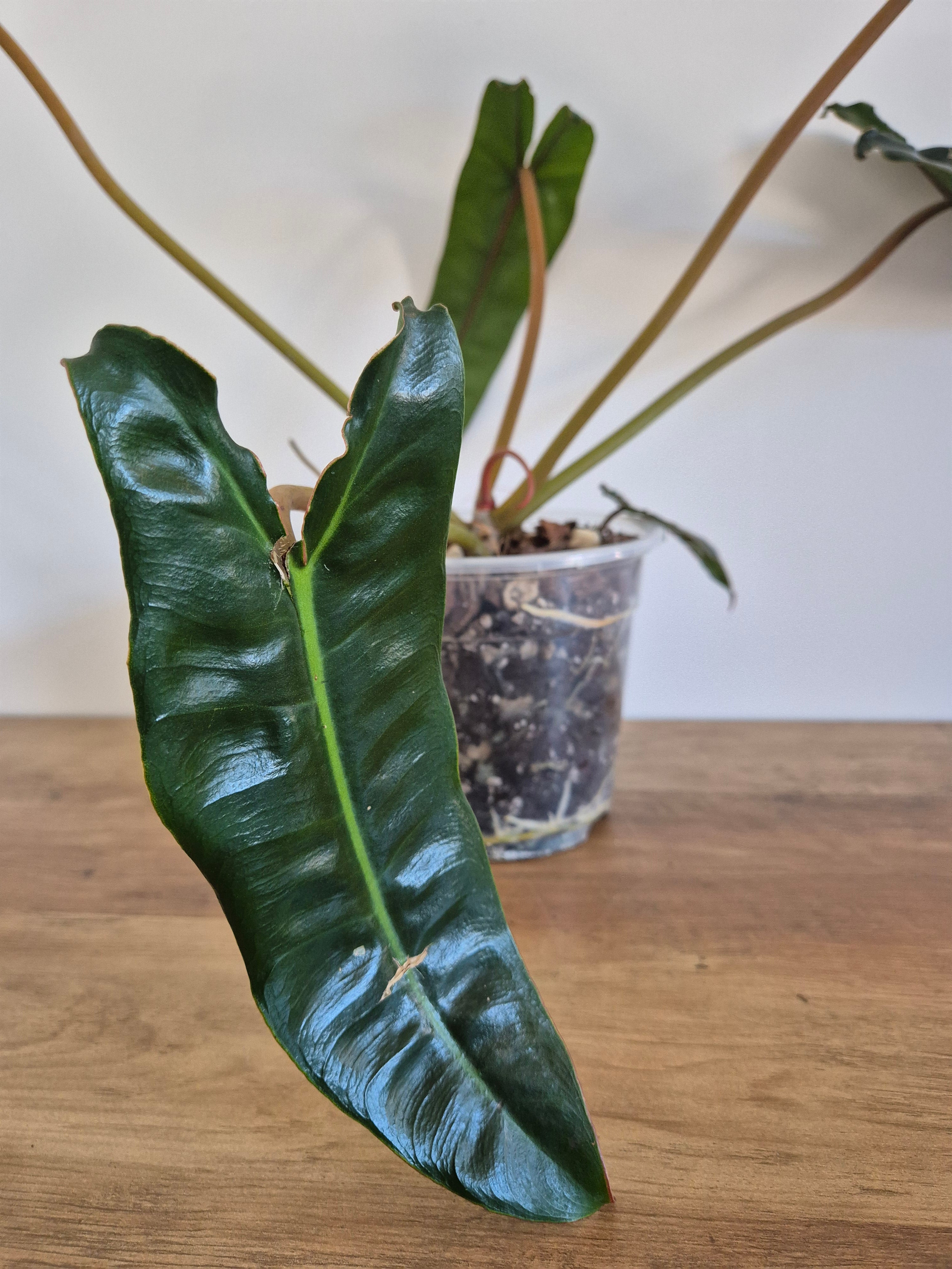 Philodendron Billietiae #1