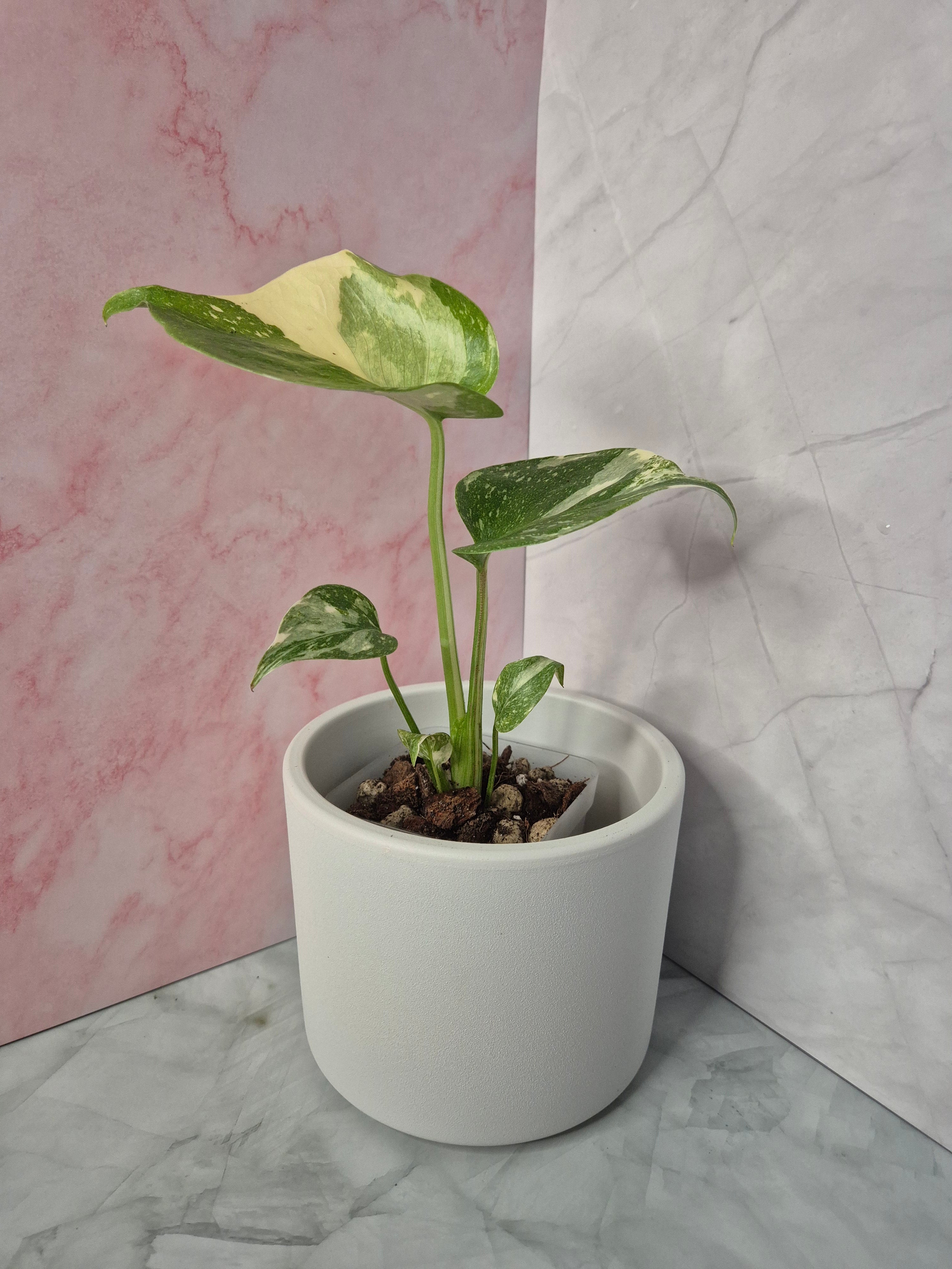 Monstera Thai Constellation #13