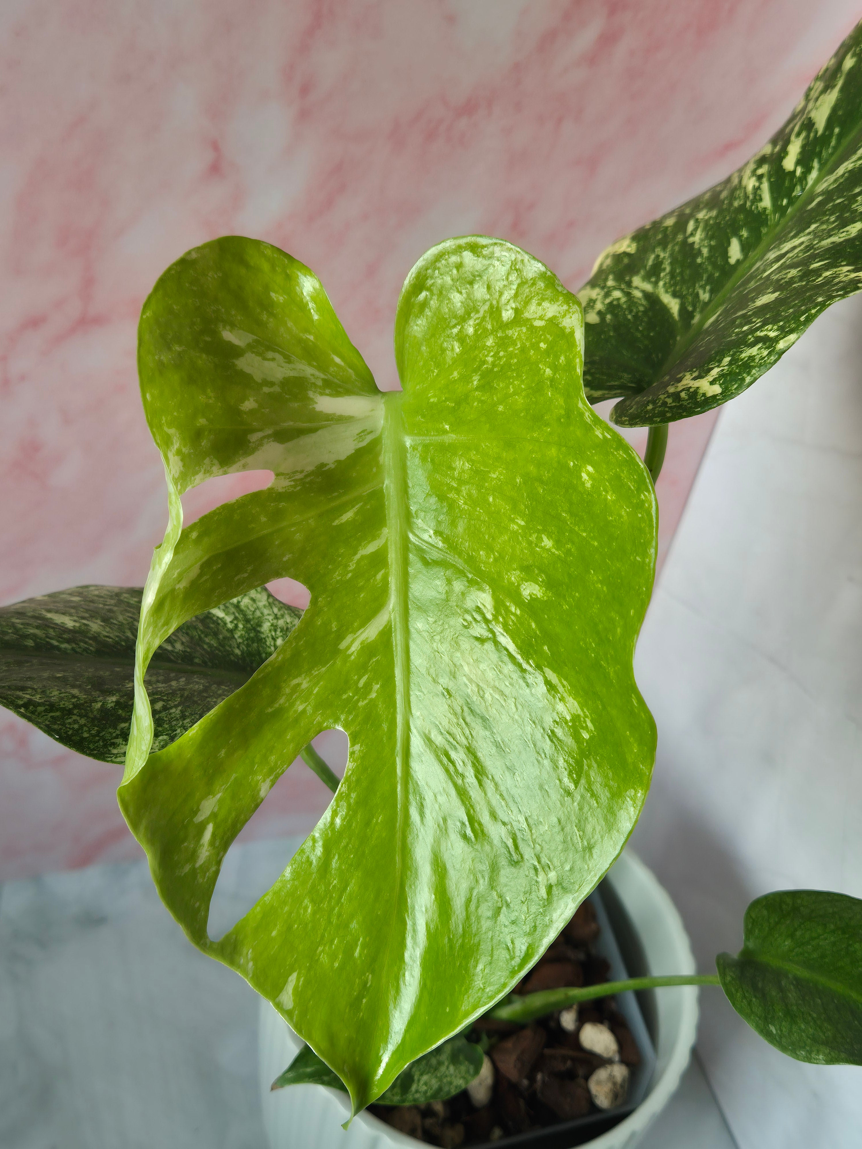 Monstera Mint #2