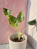 Alocasia Dragon Scale mint #2
