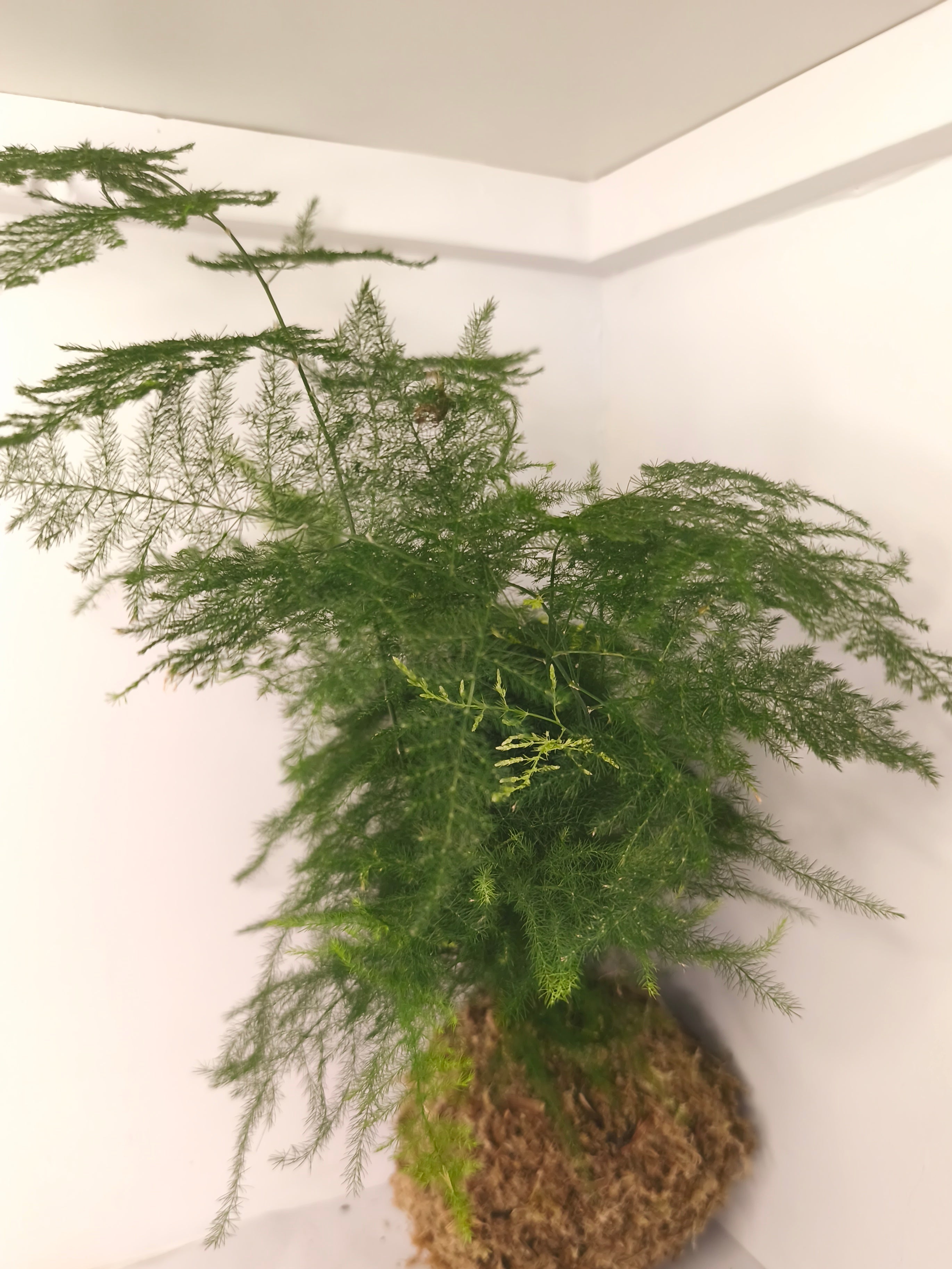 Kokedama #9