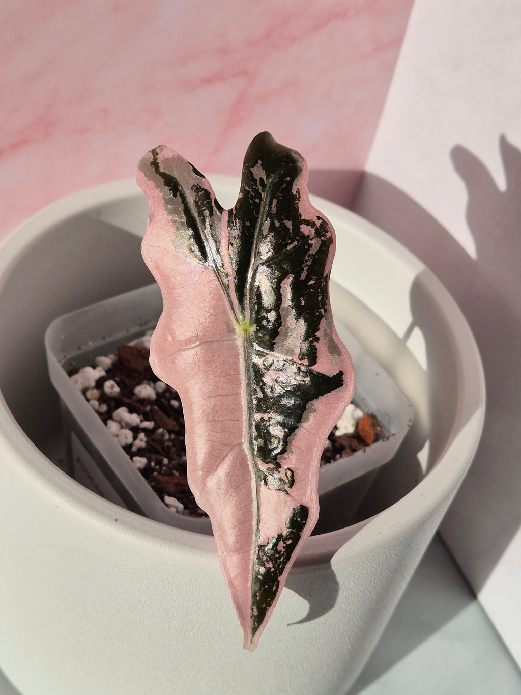 Alocasia Nobilis Pink #1