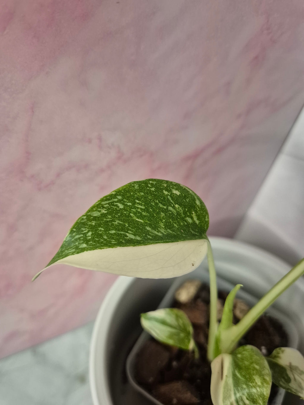 Monstera Thai Constellation #11