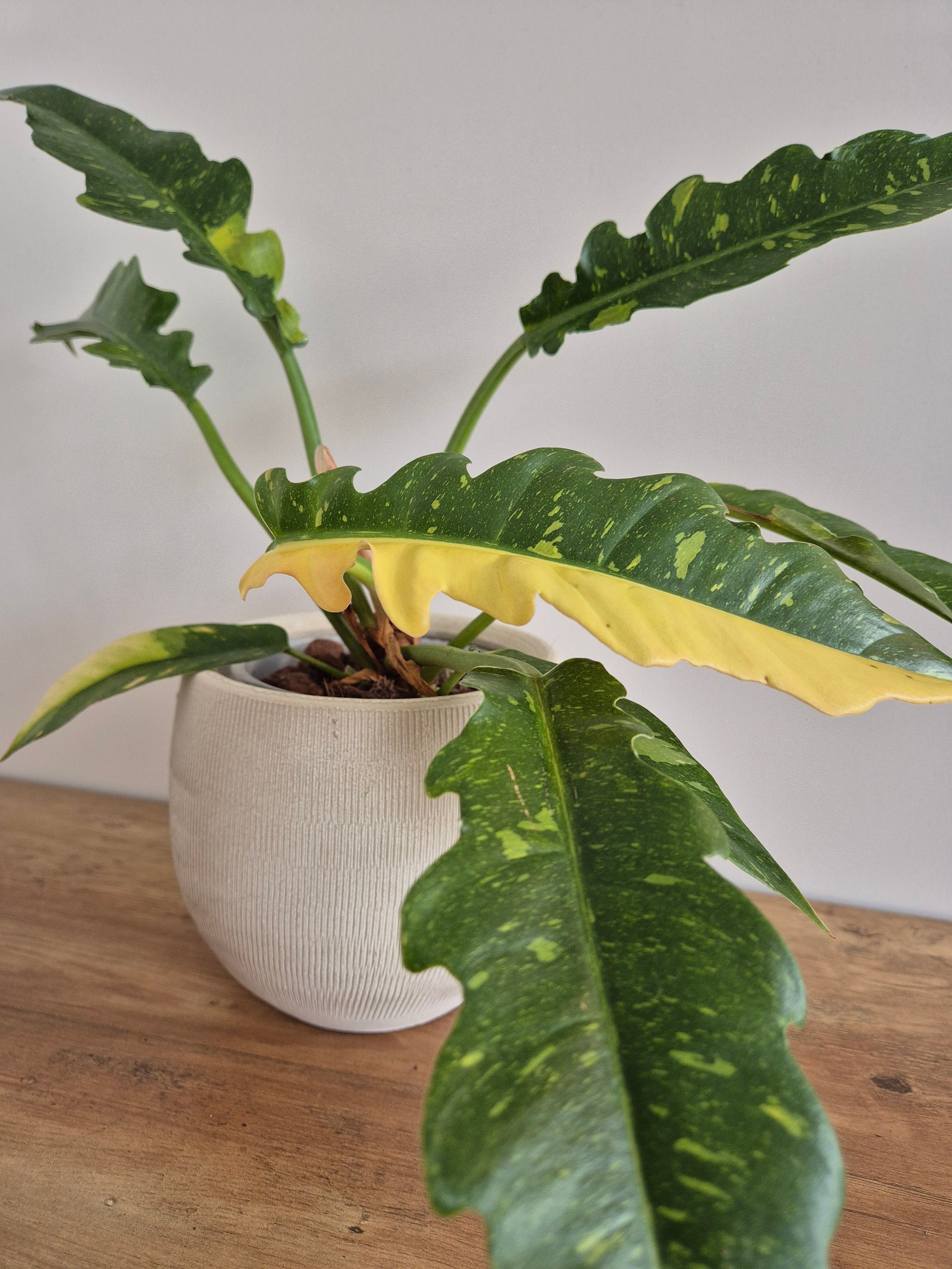 Philodendron Ring of Fire #1
