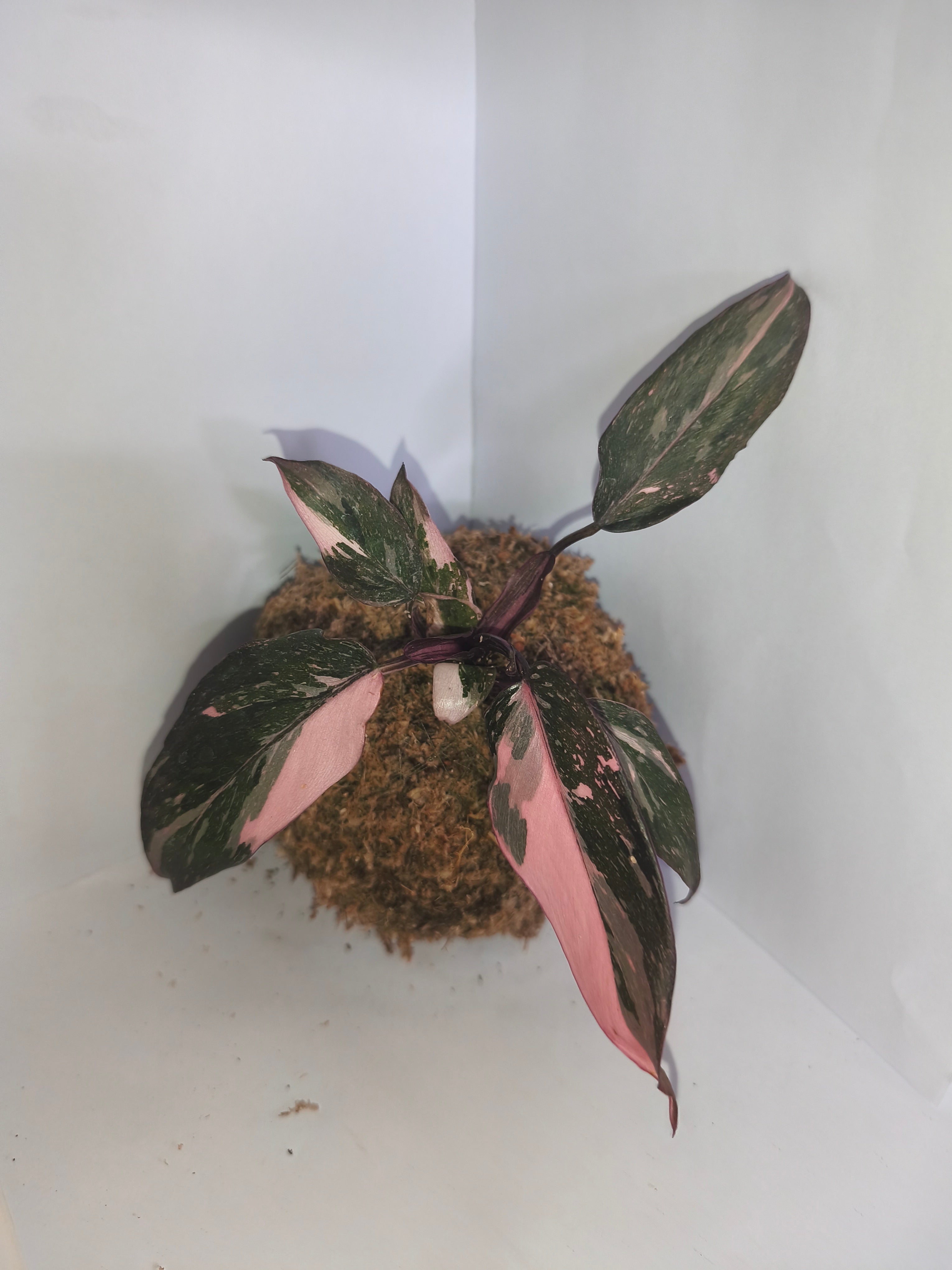 Kokedama #2