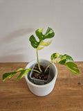 Monstera Minima Variegated #2 (Rhaphidophora Tetrasperma variegated)