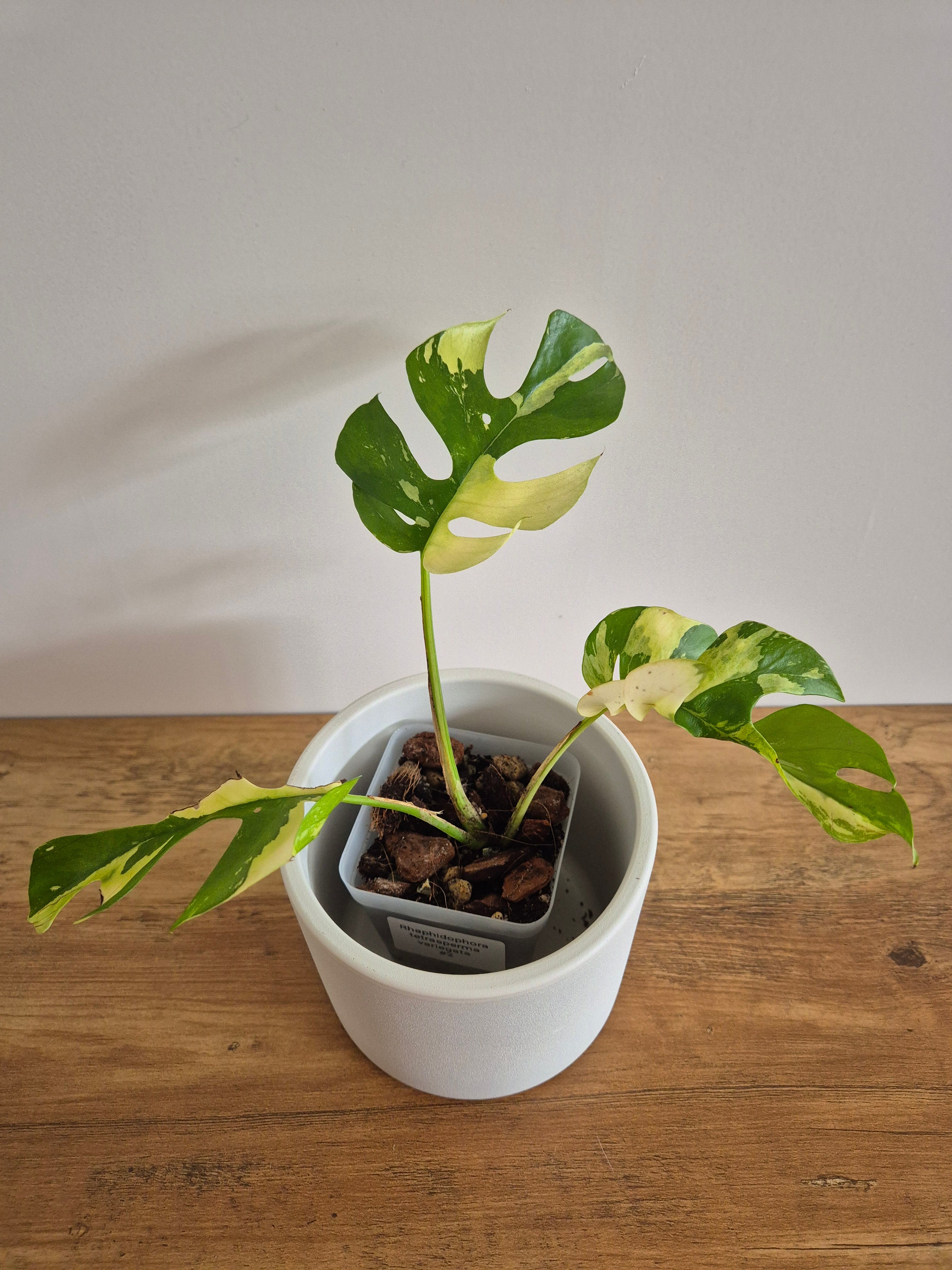 Monstera Minima Variegated #2 (Rhaphidophora Tetrasperma variegated)