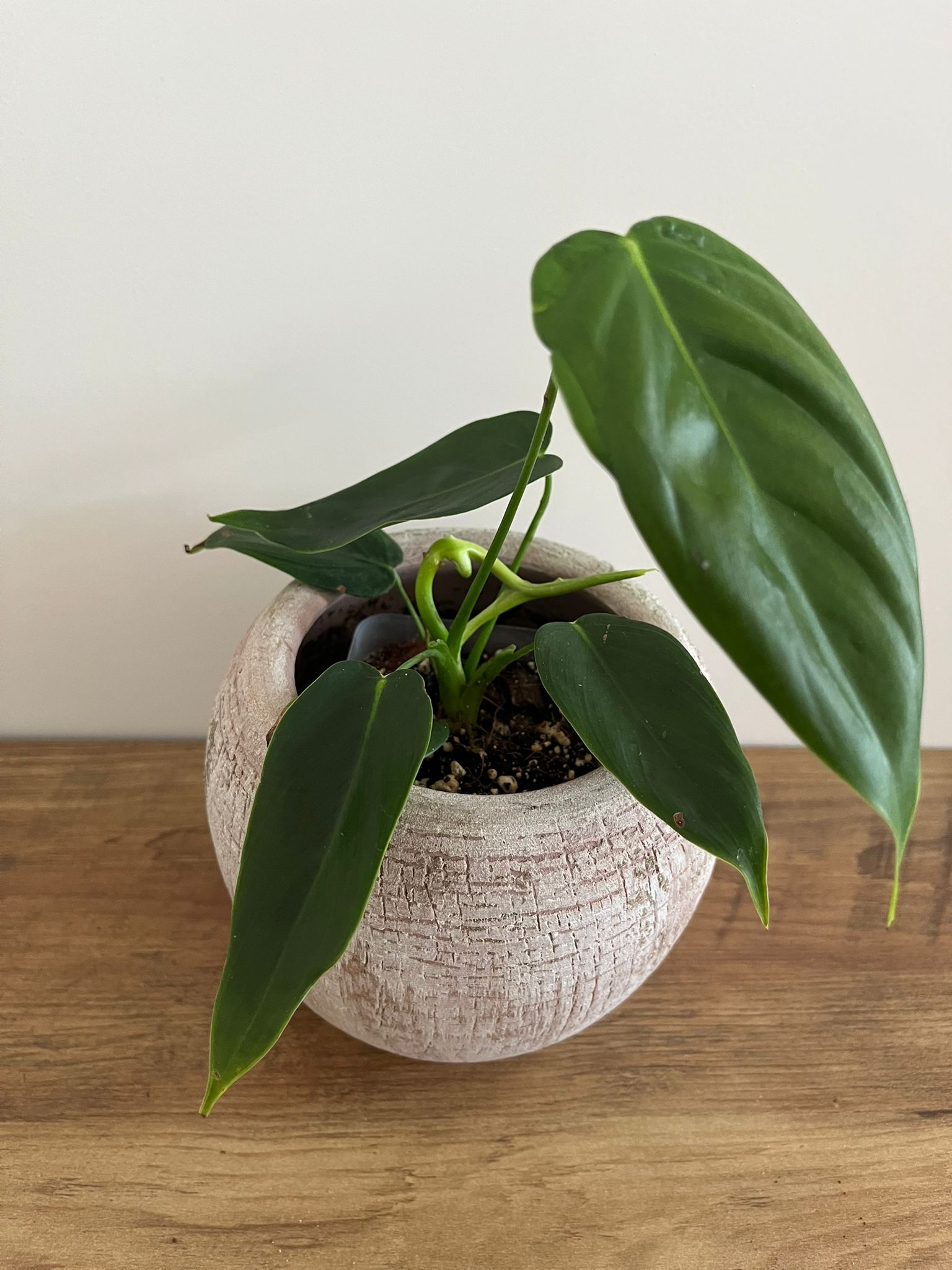 Philodendron Patriciae #6