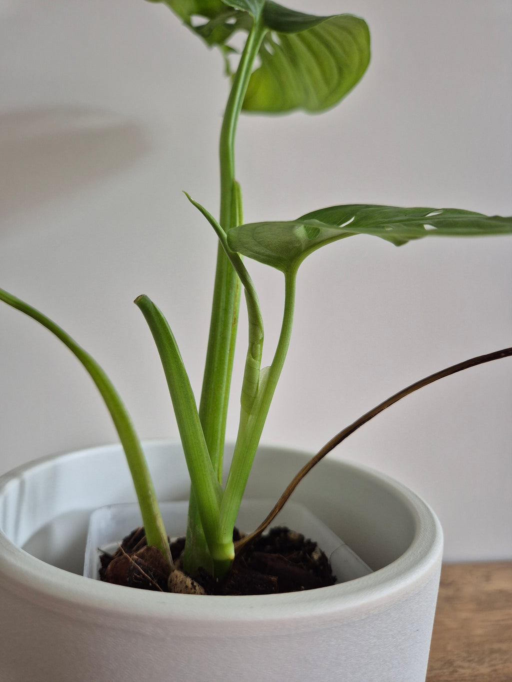 Monstera Adansonii #3