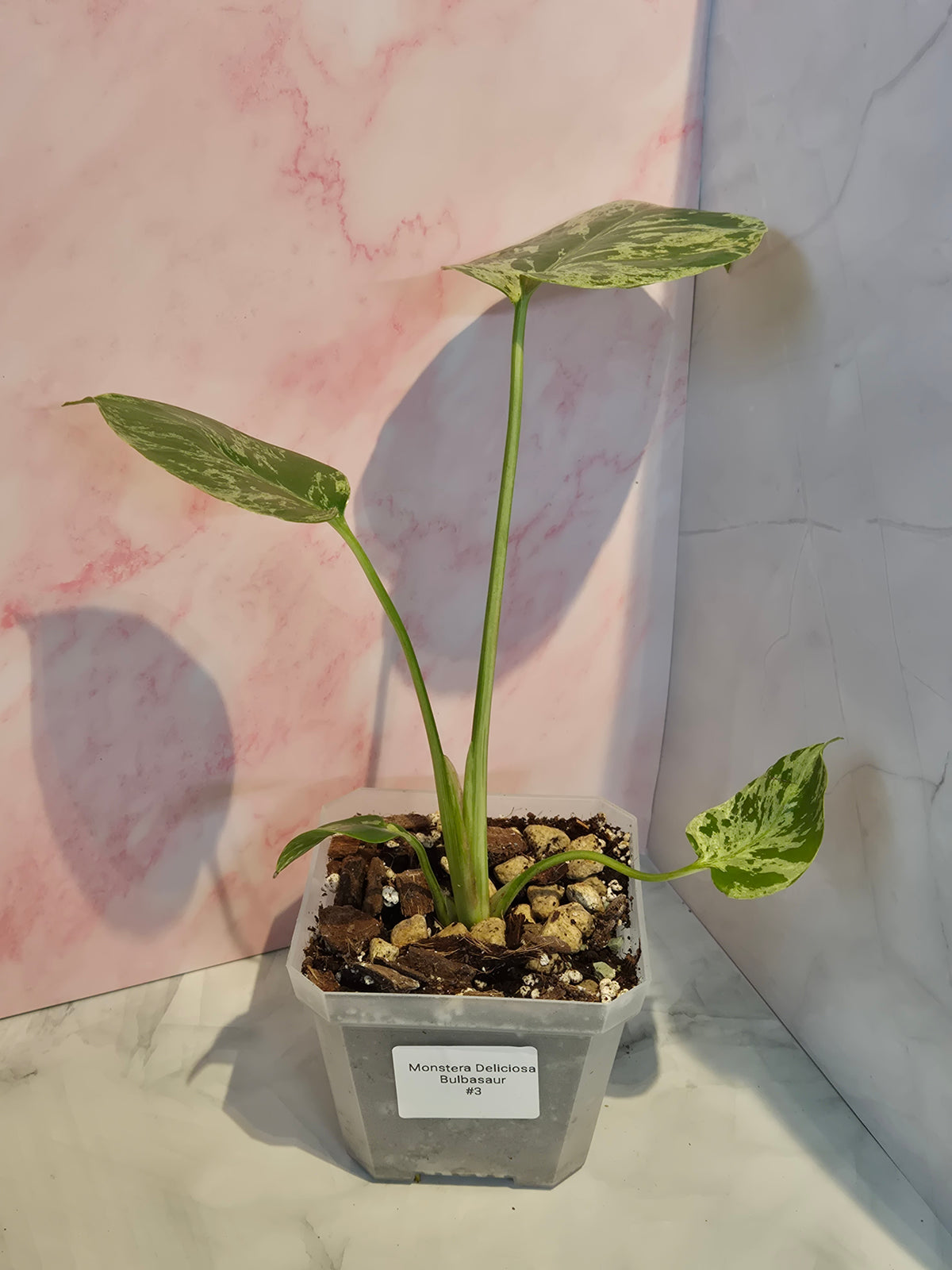 Monstera Deliciosa Bulbasaur #3
