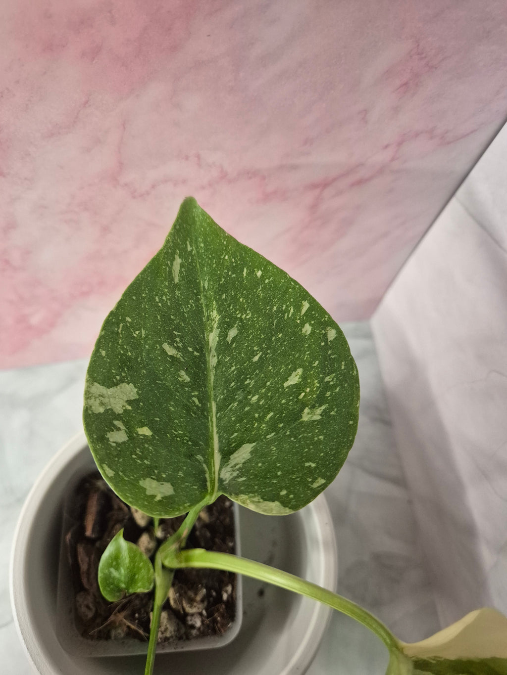 Monstera Thai Constellation #17
