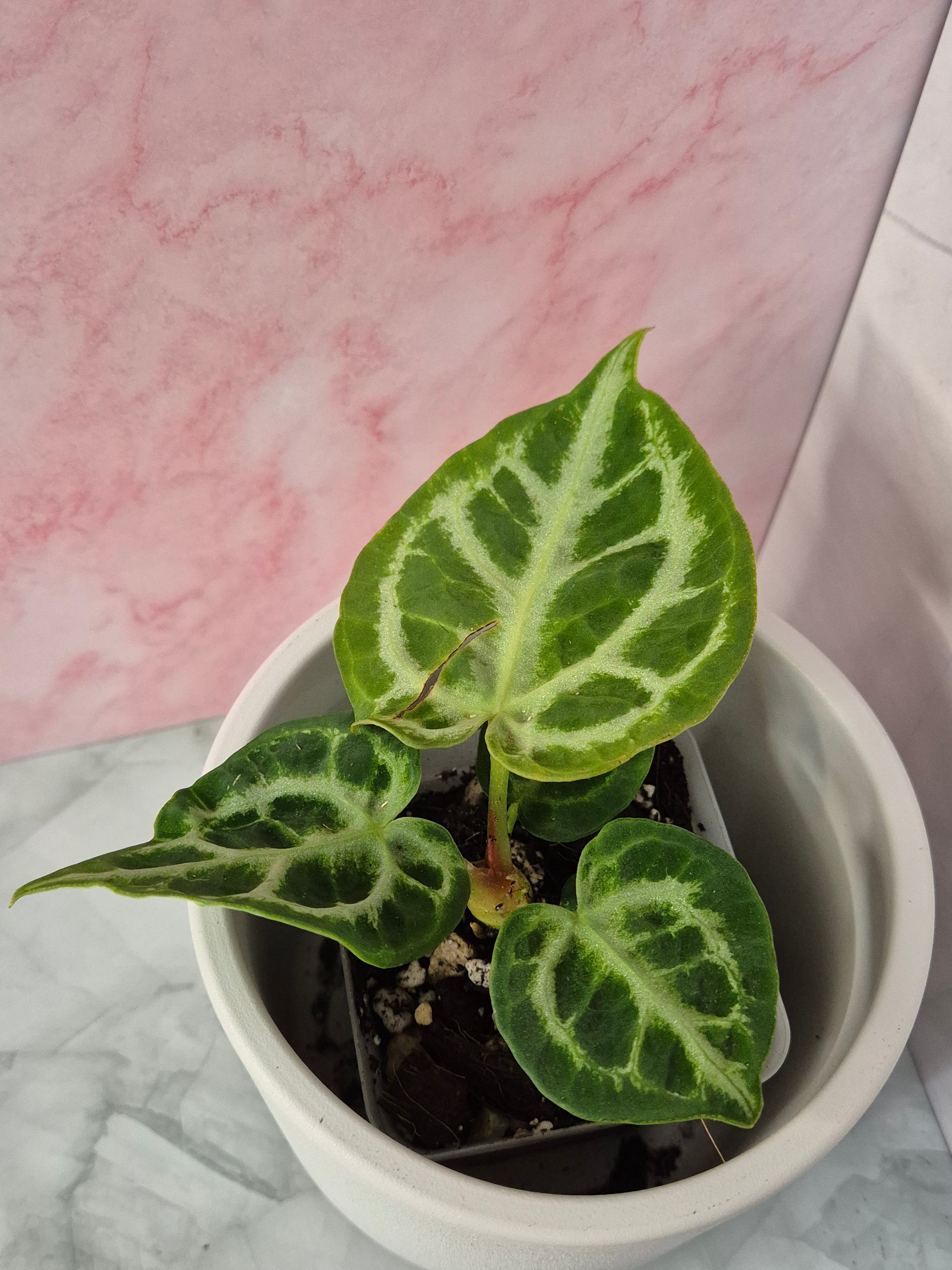 Anthurium Crystallinum #8