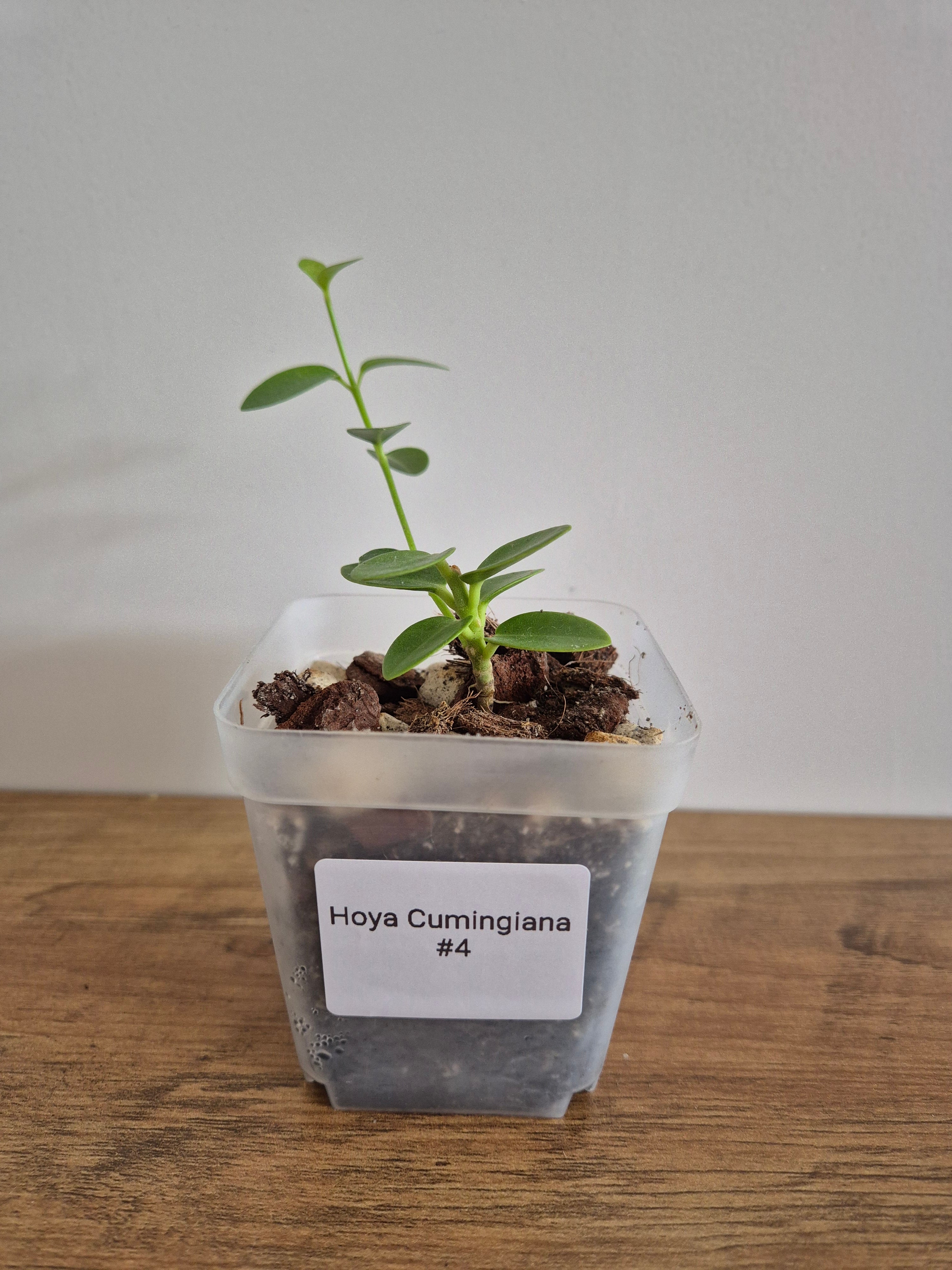 Hoya Cumingiana #4