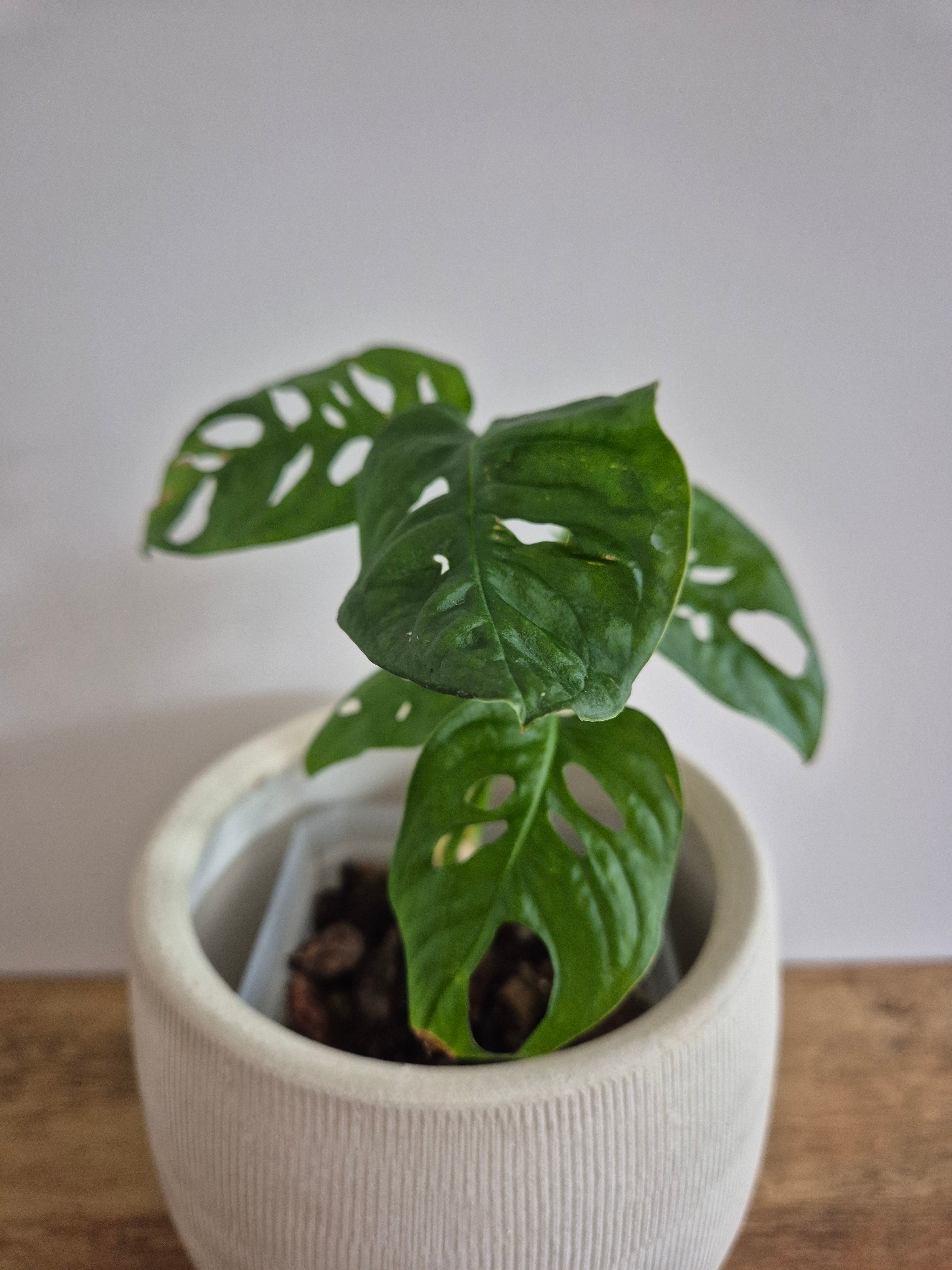 Monstera Adansonii #2