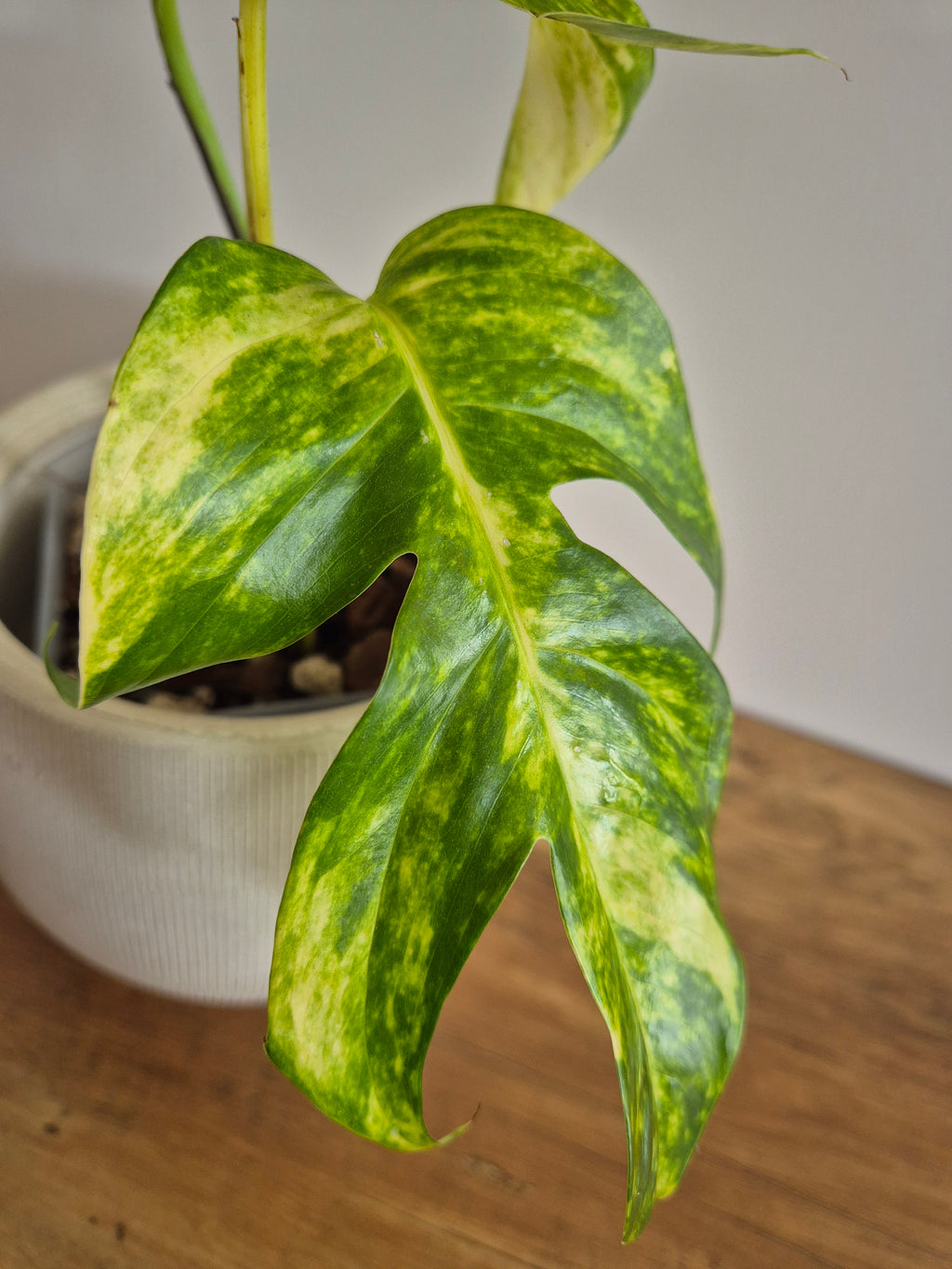 Epipremnum Pinnatum Cintho Goldfinger #5