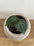 Anthurium Crystallinum #1