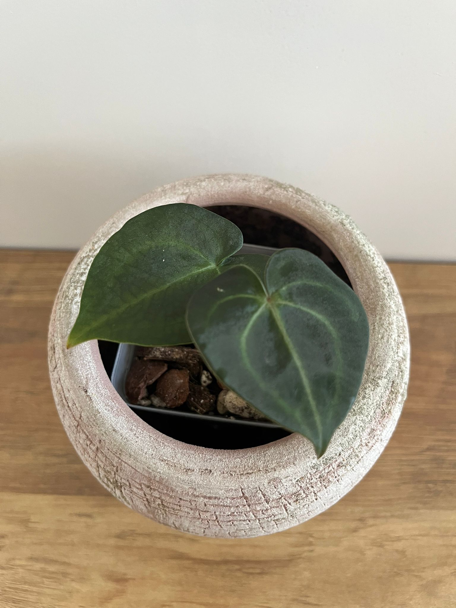 Anthurium Crystallinum #1