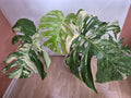Monstera Thai Constellation #28