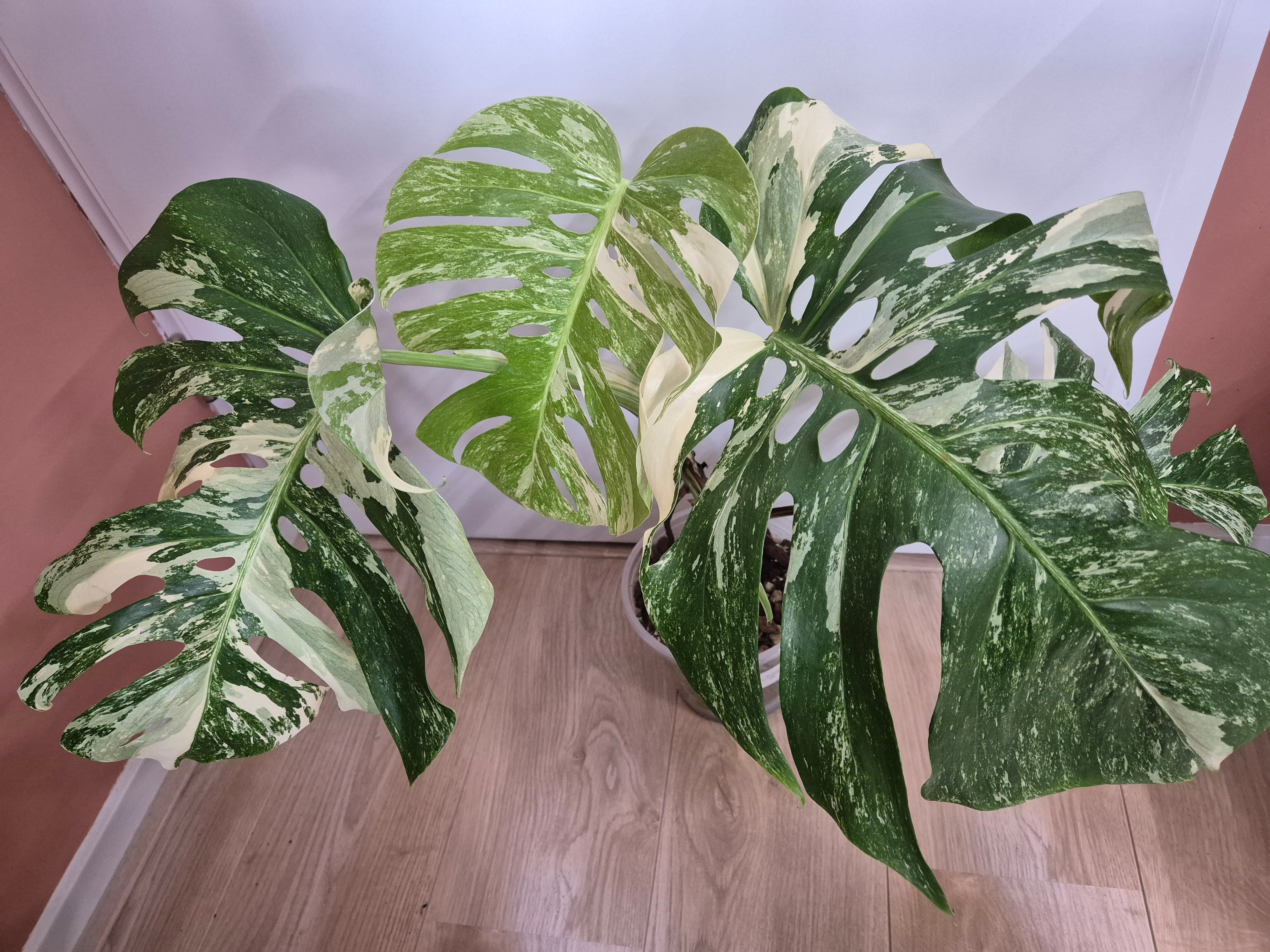 Monstera Thai Constellation #28