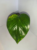 Epipremnum aureum #1