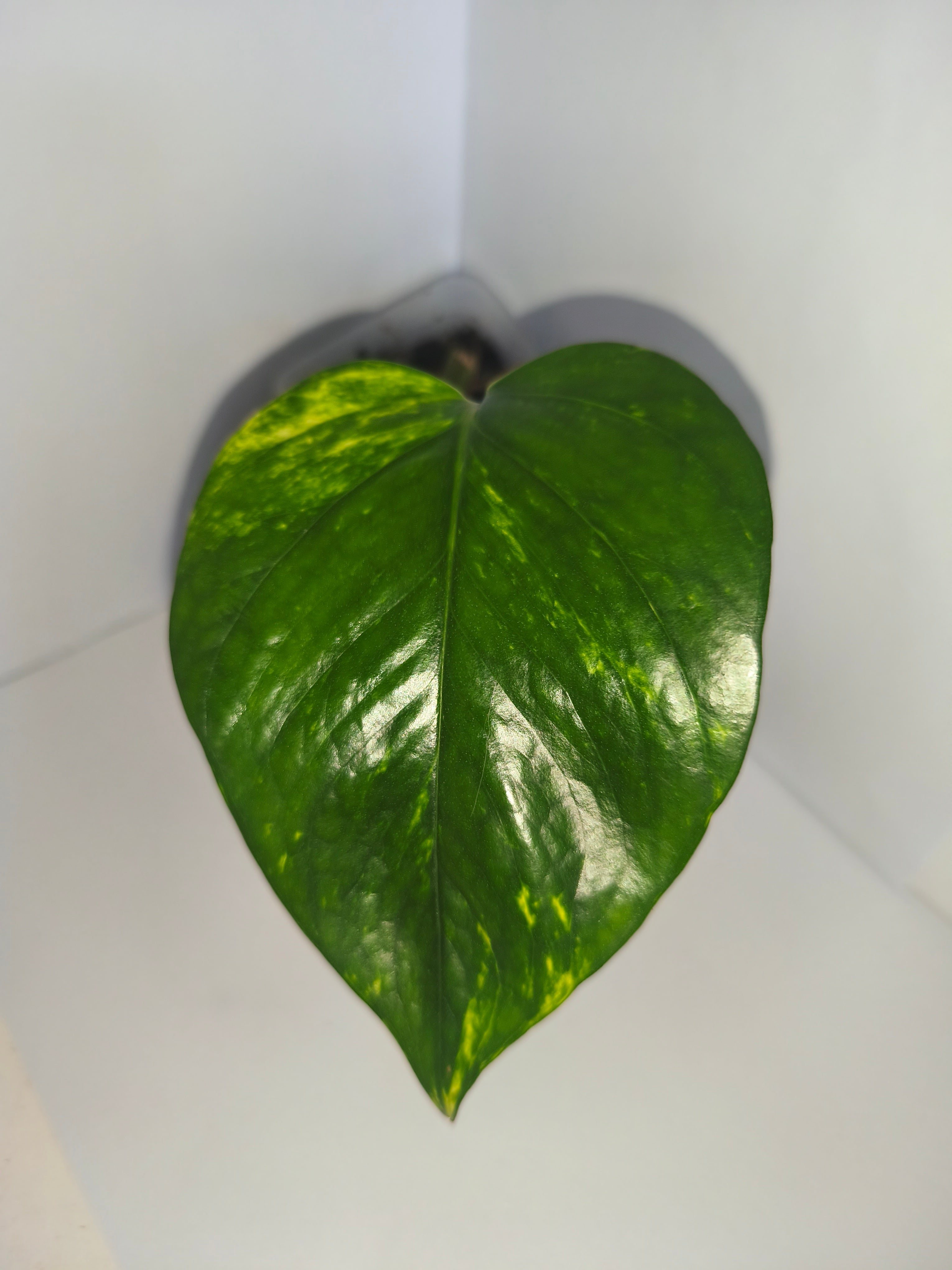 Epipremnum aureum #1