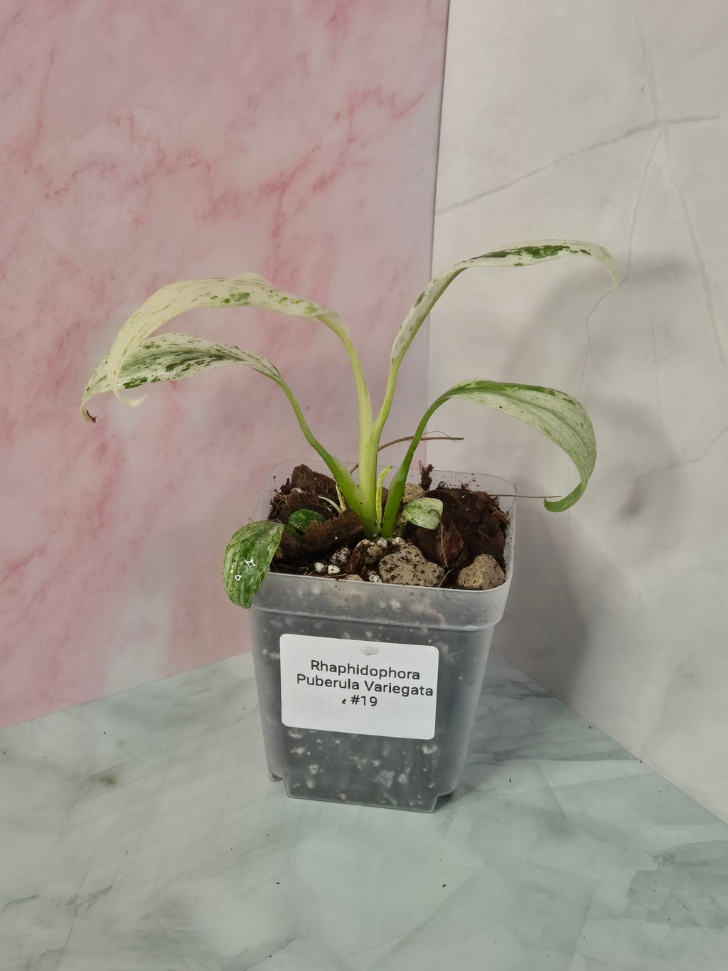 Rhaphidophora Puberula Variegata #19