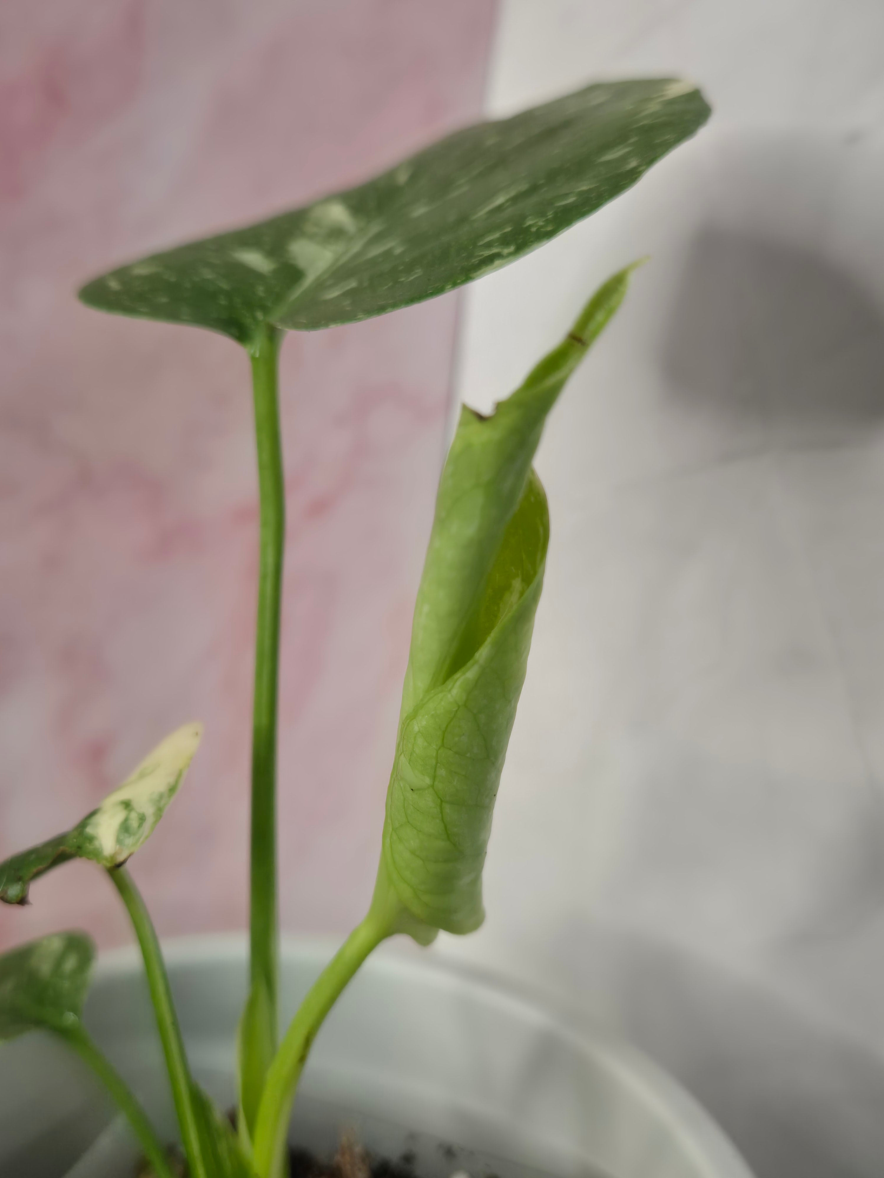 Monstera Thai Constellation #24