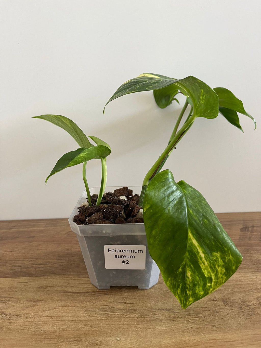 Epipremnum aureum #2