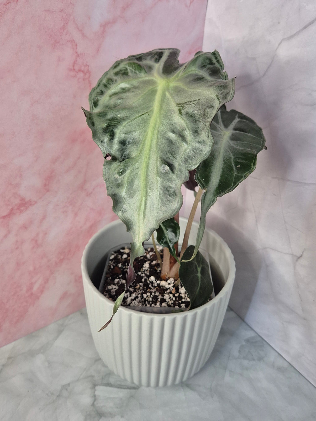 Alocasia Venom #3
