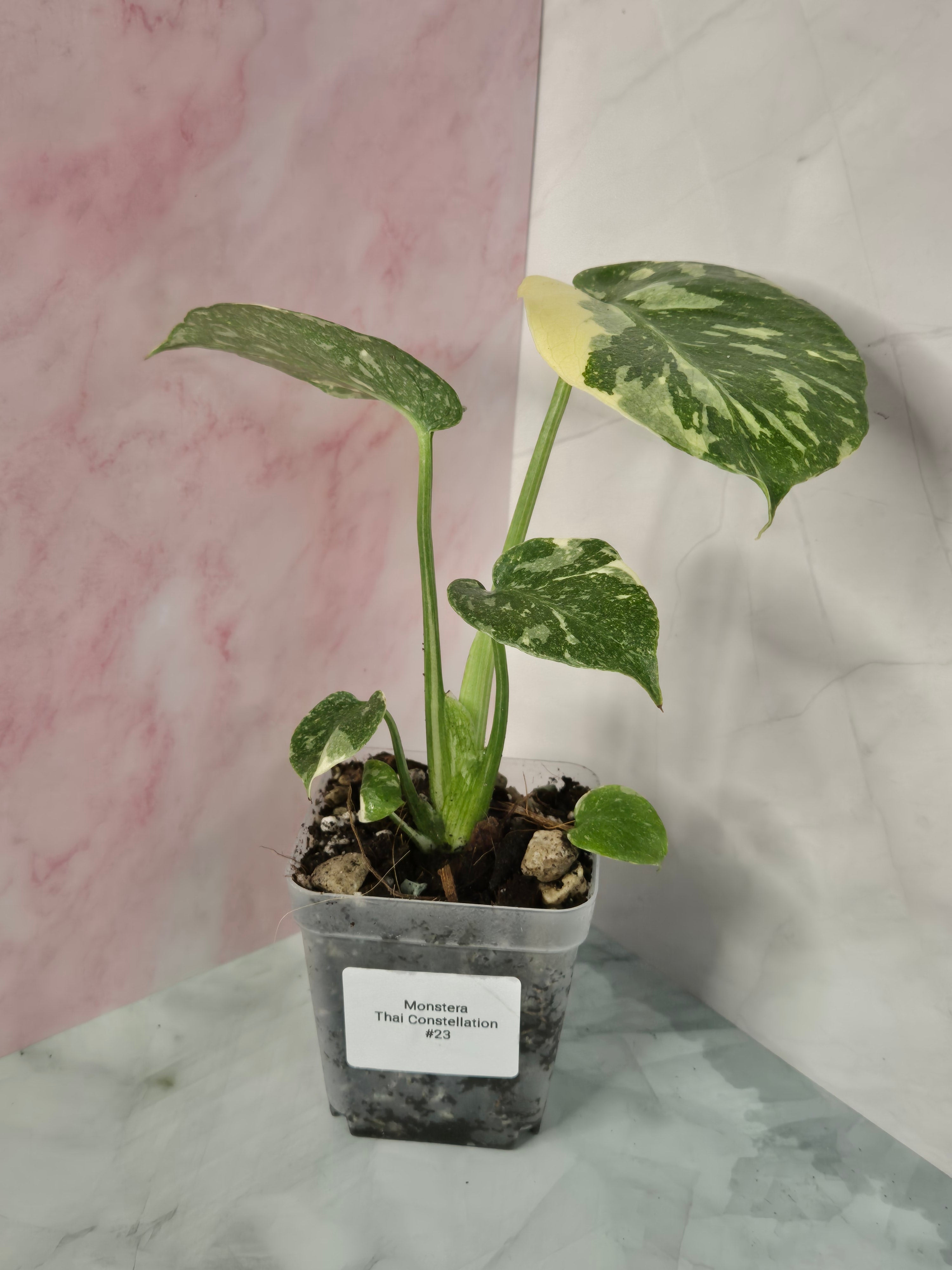 Monstera Thai Constellation #23