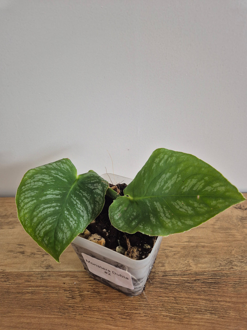Monstera Dubia #2