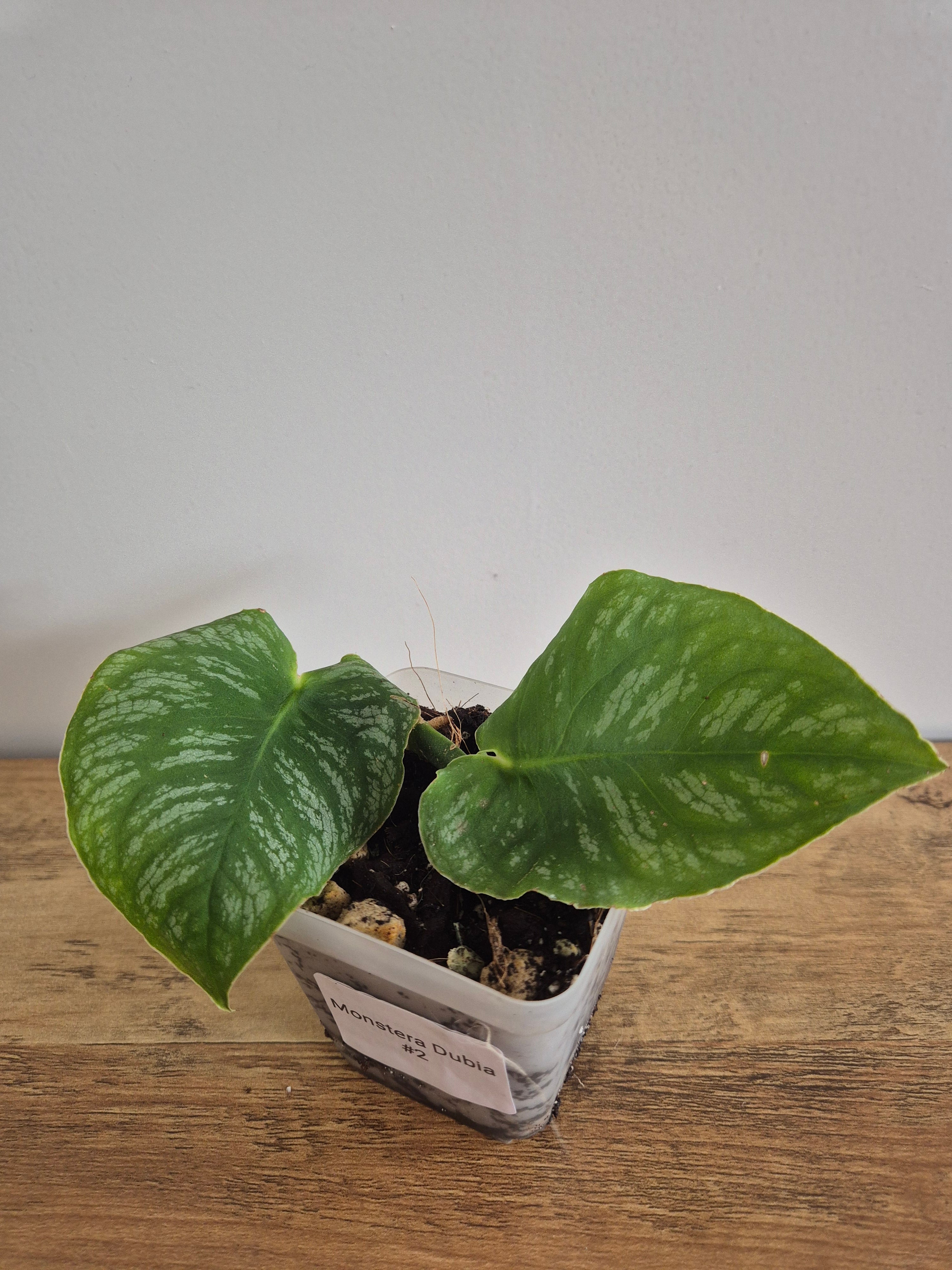 Monstera Dubia #2