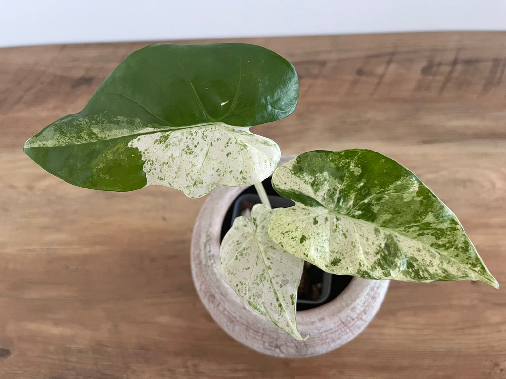 Alocasia Macrorrhiza splash #10